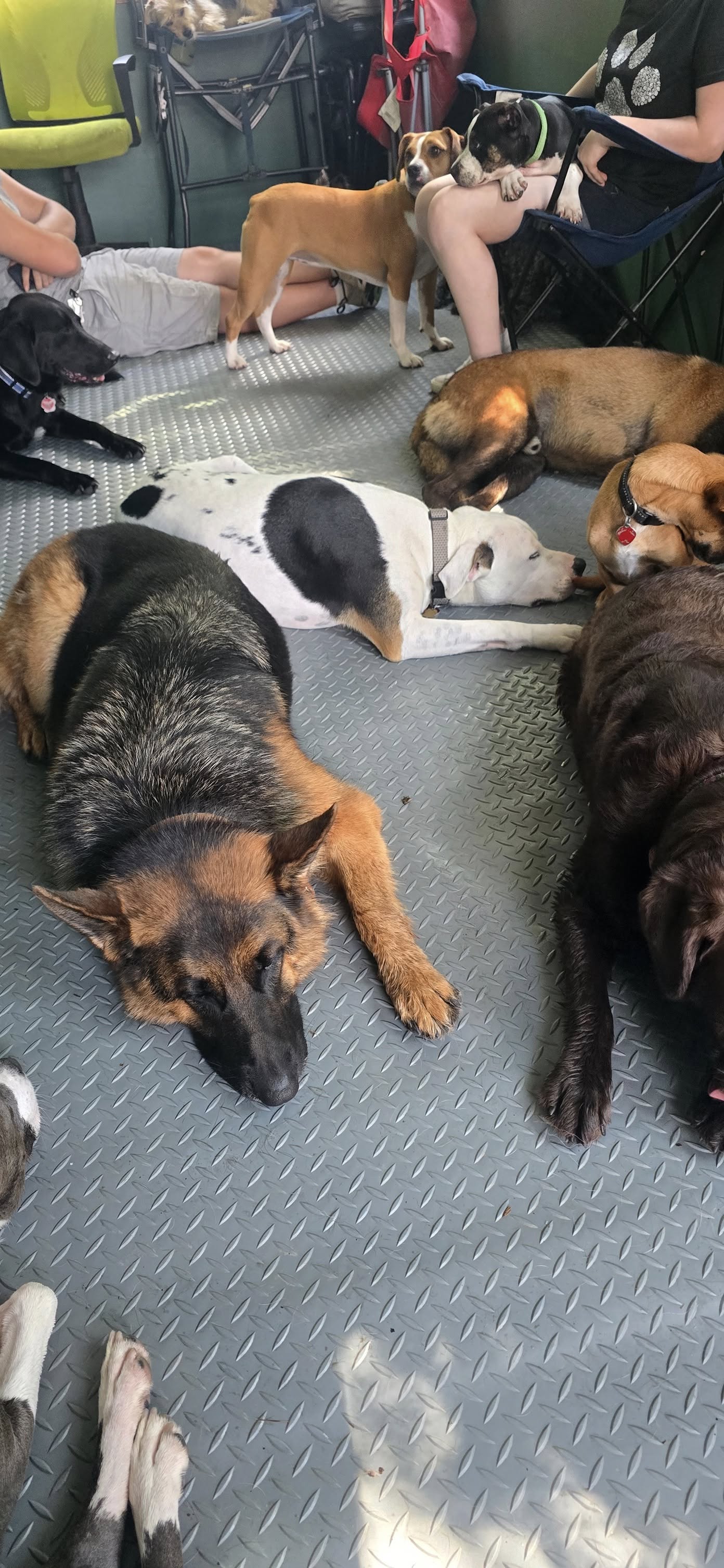 Magic Dog Land Rowley