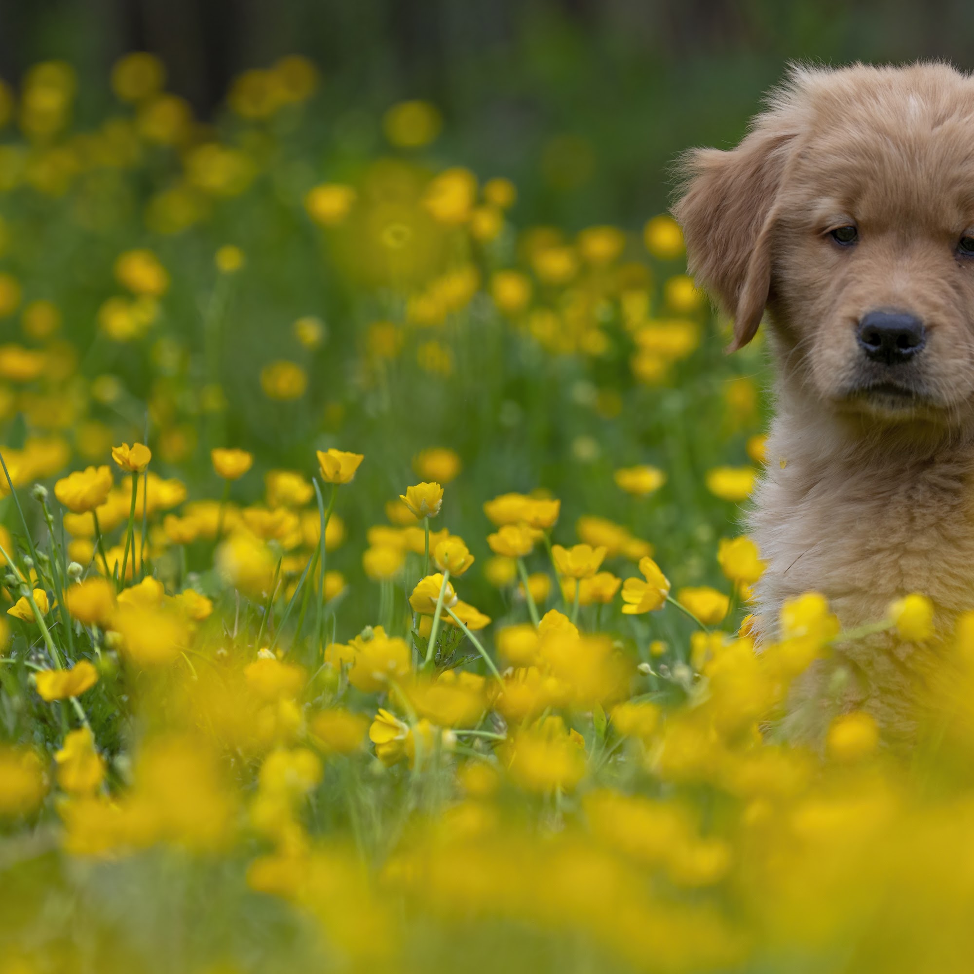 Just Behaving Golden Retrievers Rowley