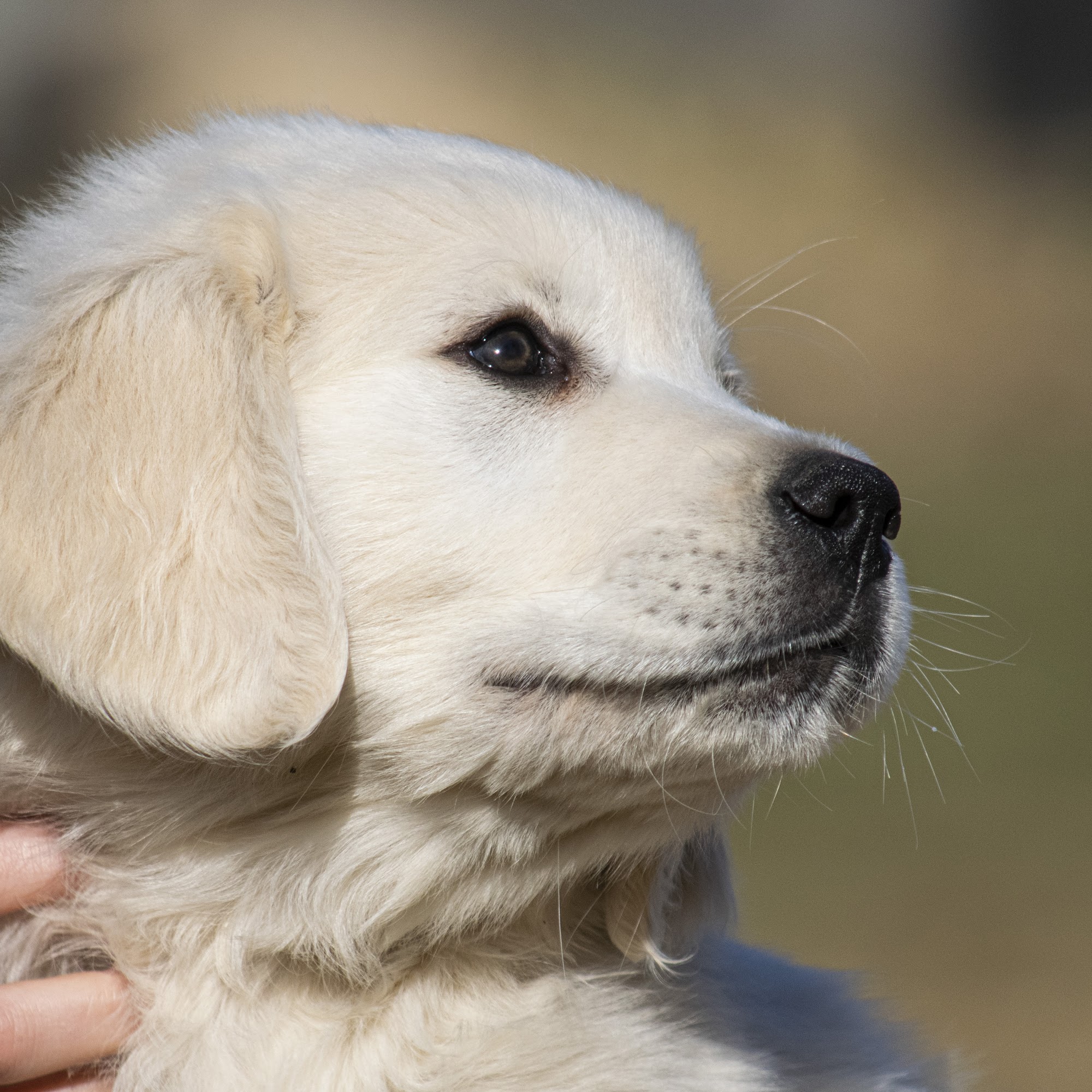 Just Behaving Golden Retrievers 17 Boxford Rd, Rowley Massachusetts 01969