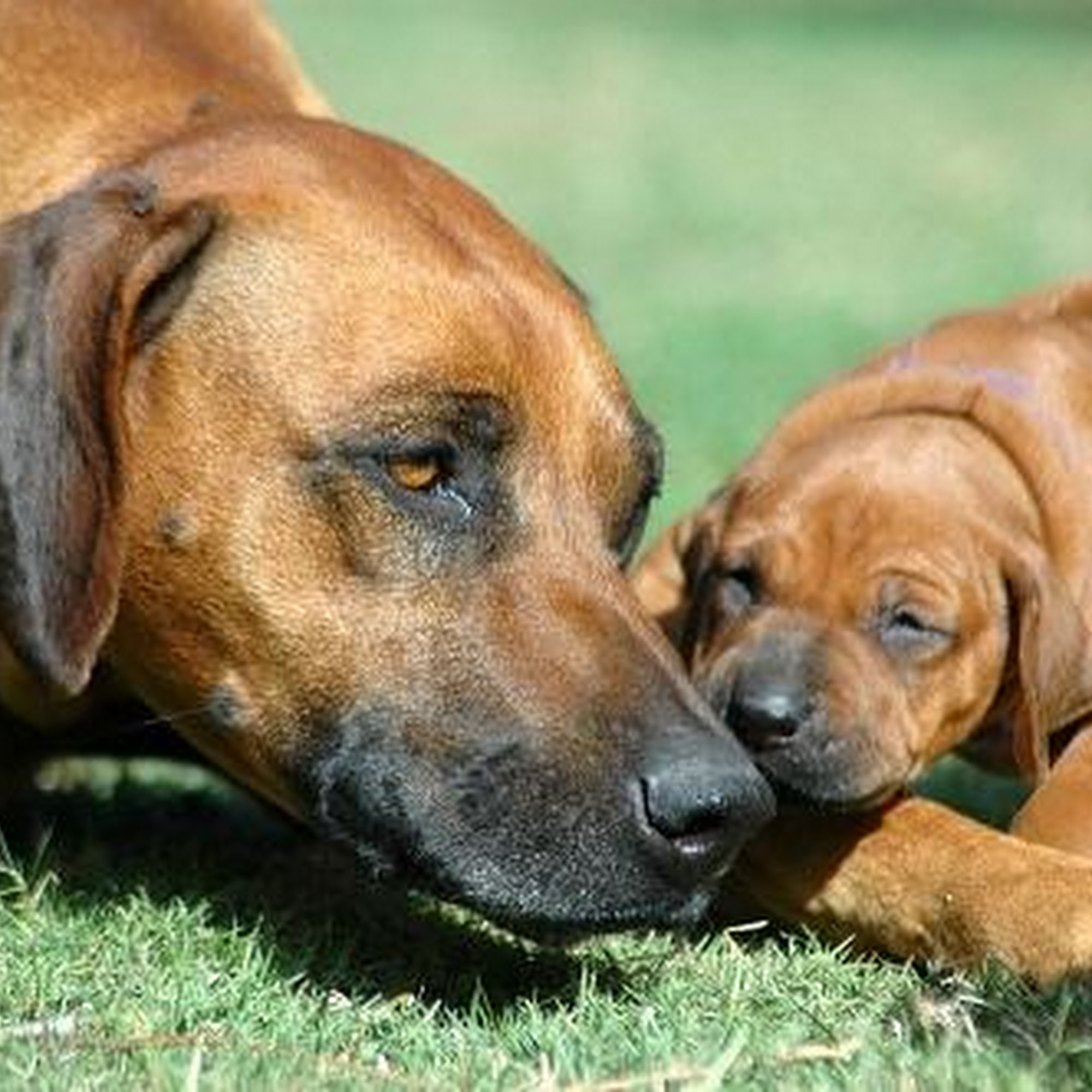 All Creatures Veterinary Hospital Salem