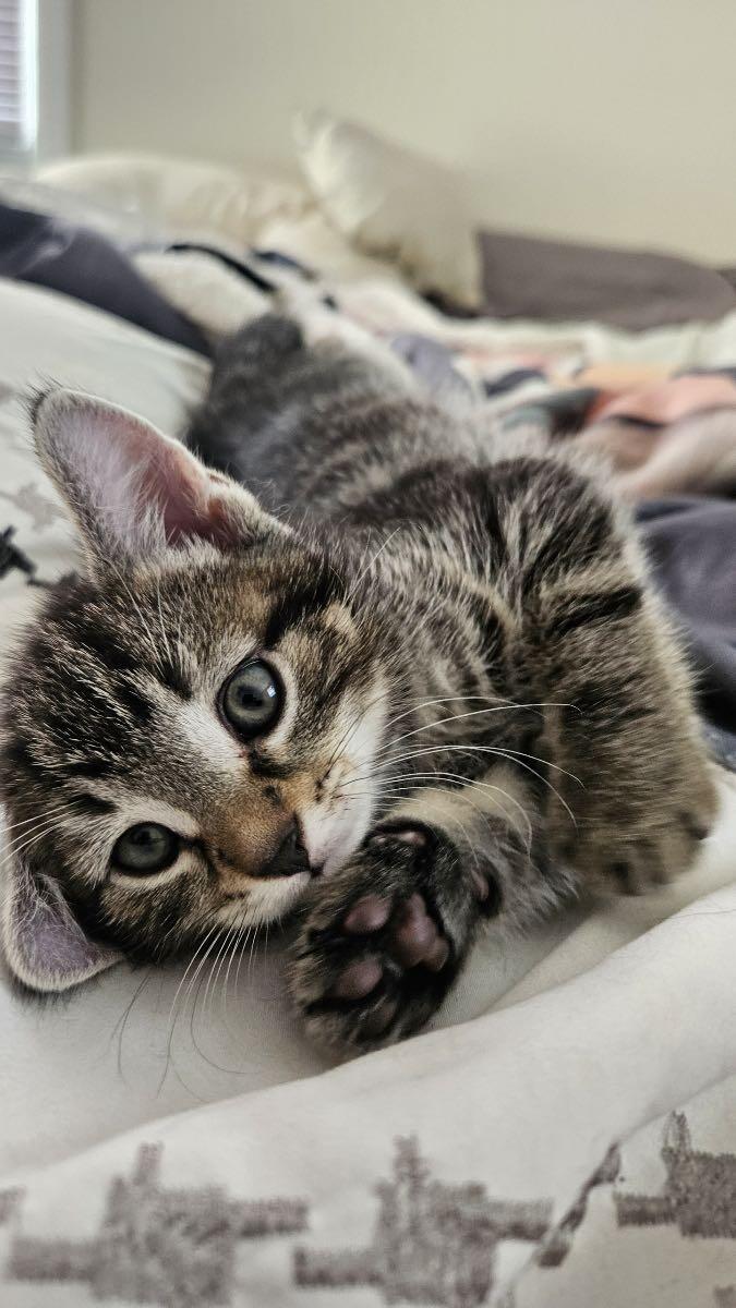 All Creatures Veterinary Hospital Salem