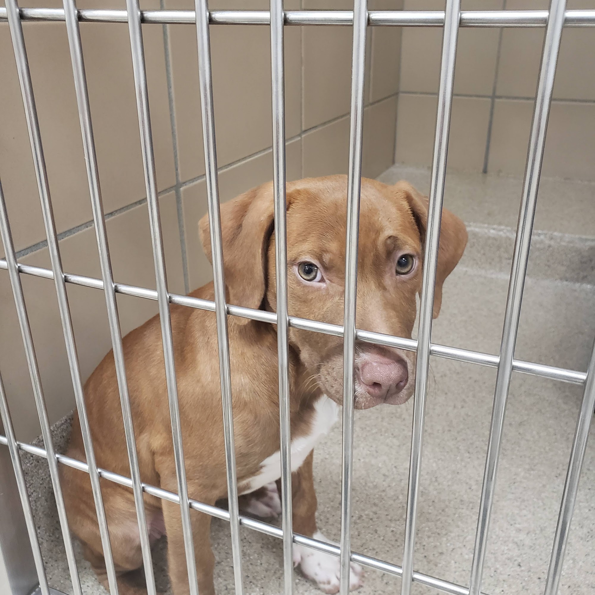 Northeast Animal Shelter Salem