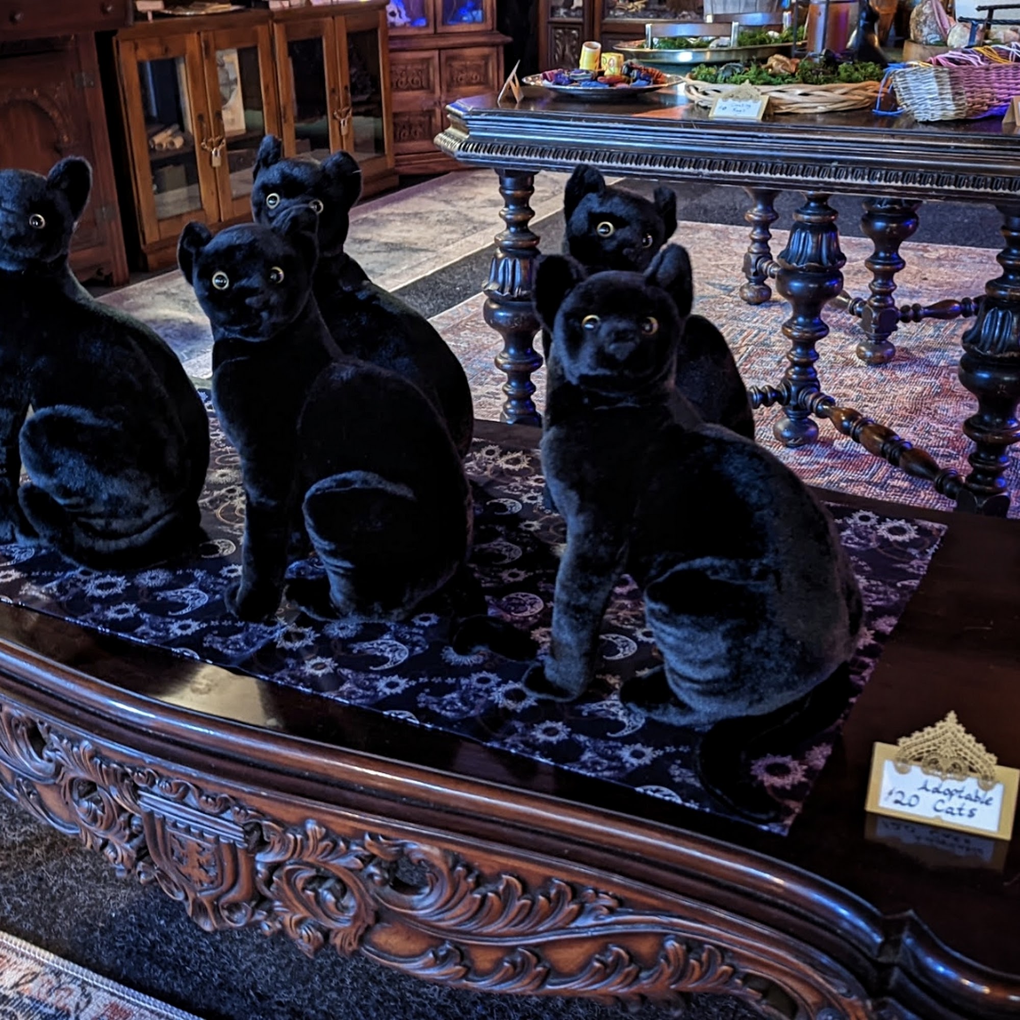 Black Cat Curiosity Shoppe Salem