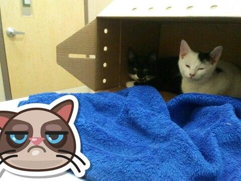 Bassler Veterinary Hospital Salisbury