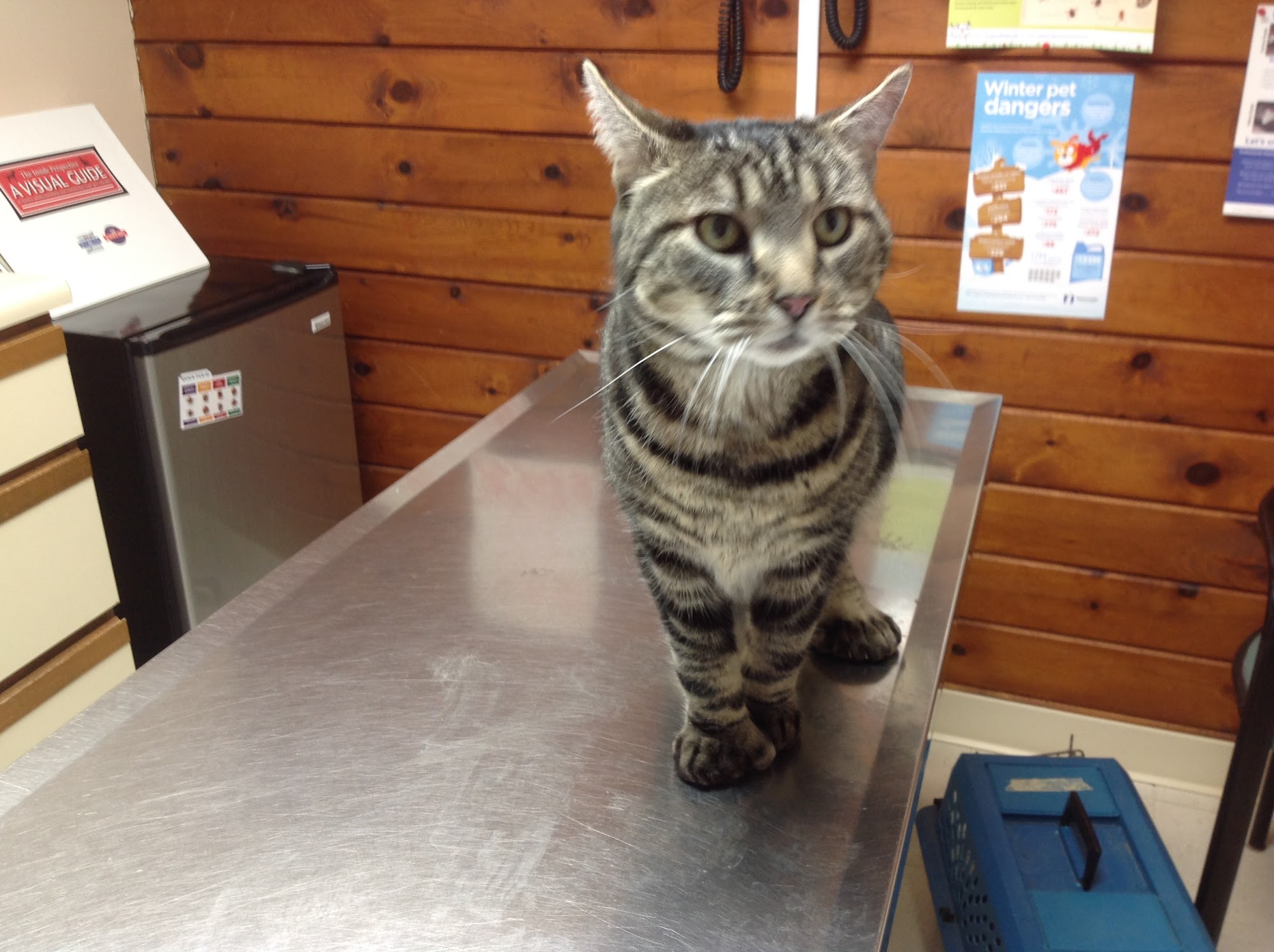 Animal Health Center of Salisbury Salisbury