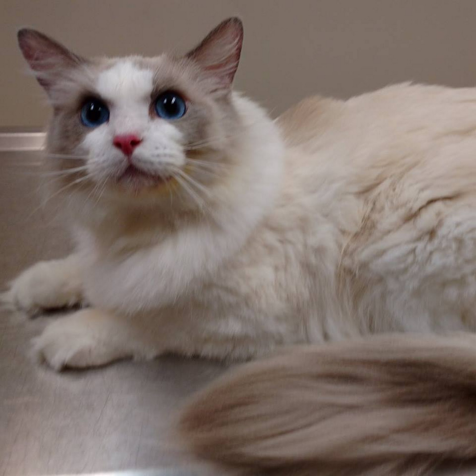 Animal Health Center of Salisbury Salisbury