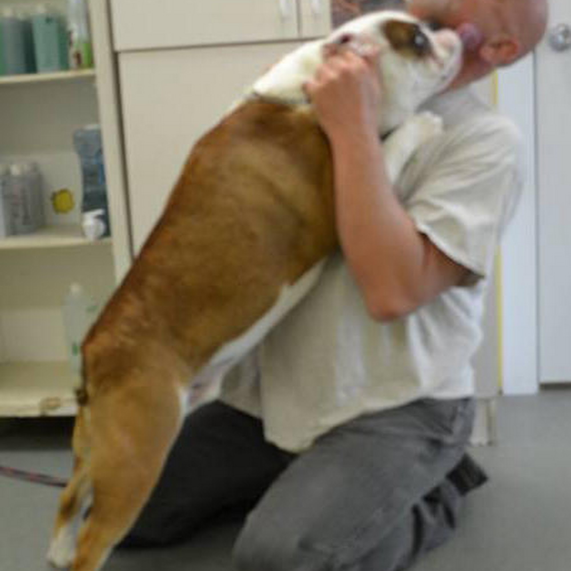 Wash N Wags Salisbury