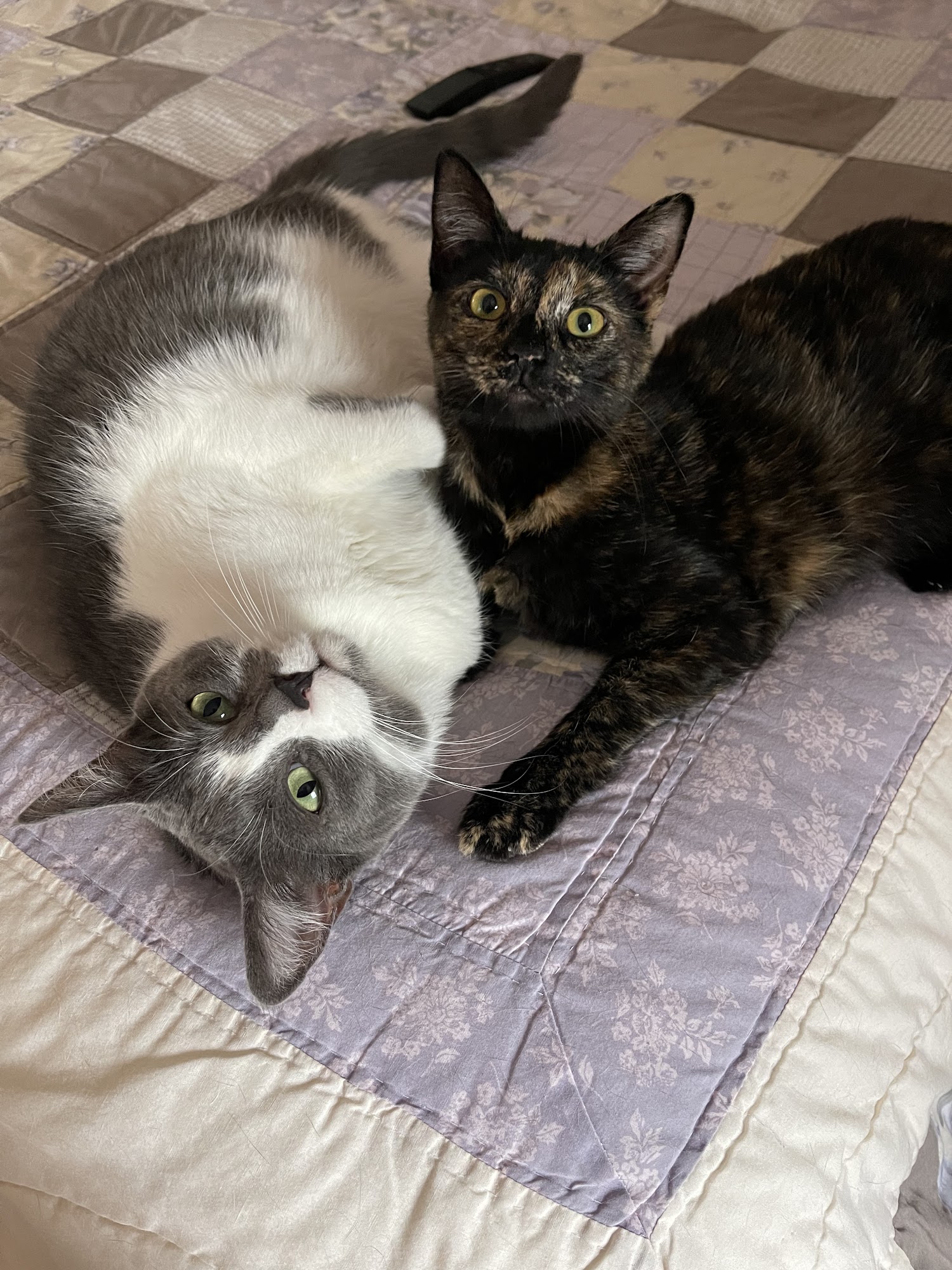 Merrimack River Feline Rescue Salisbury