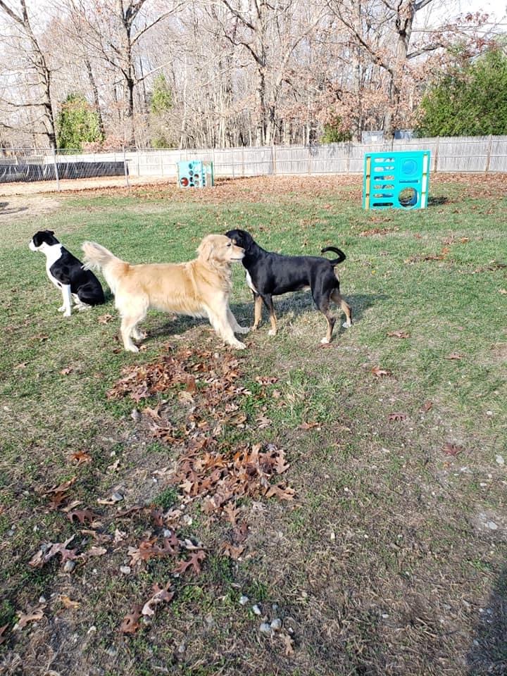 Stand By Me Dog Daycare Salisbury