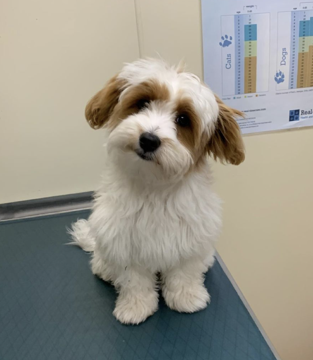 Sandwich Animal Hospital Sandwich