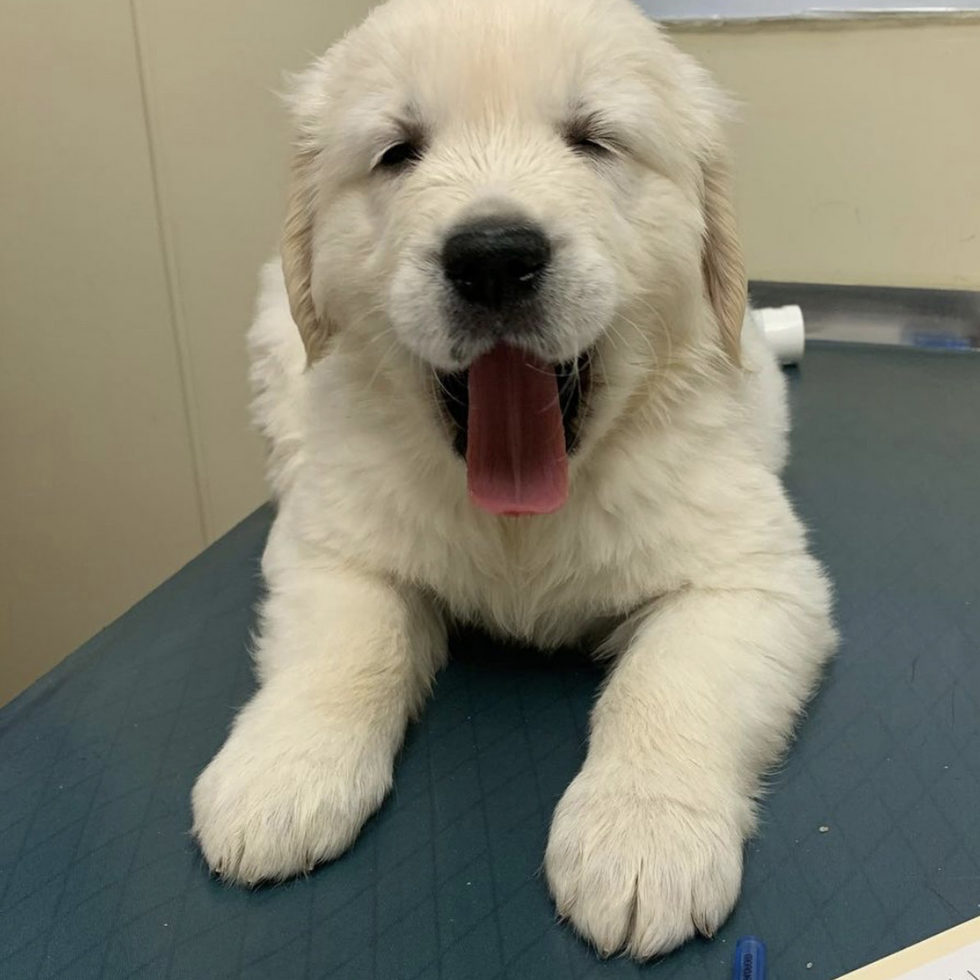 Sandwich Animal Hospital Sandwich