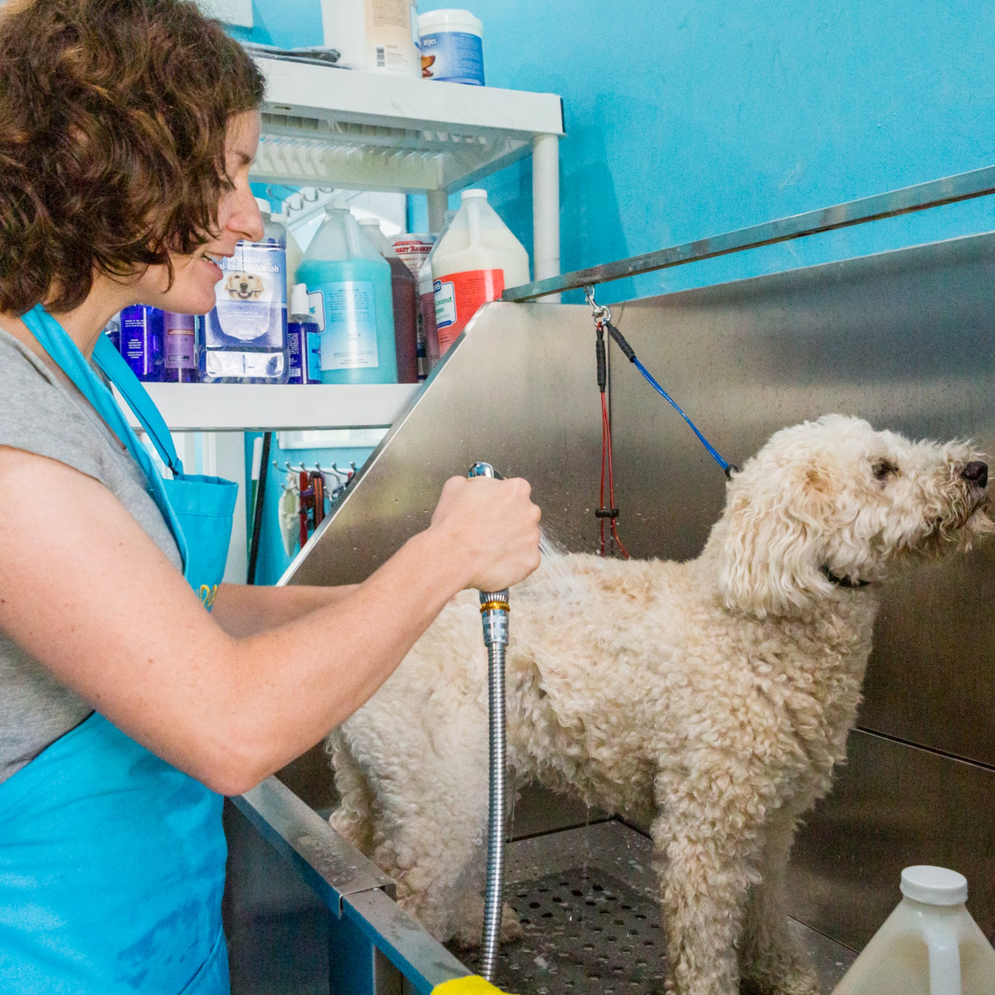 Happy Pups & Paws Sandwich