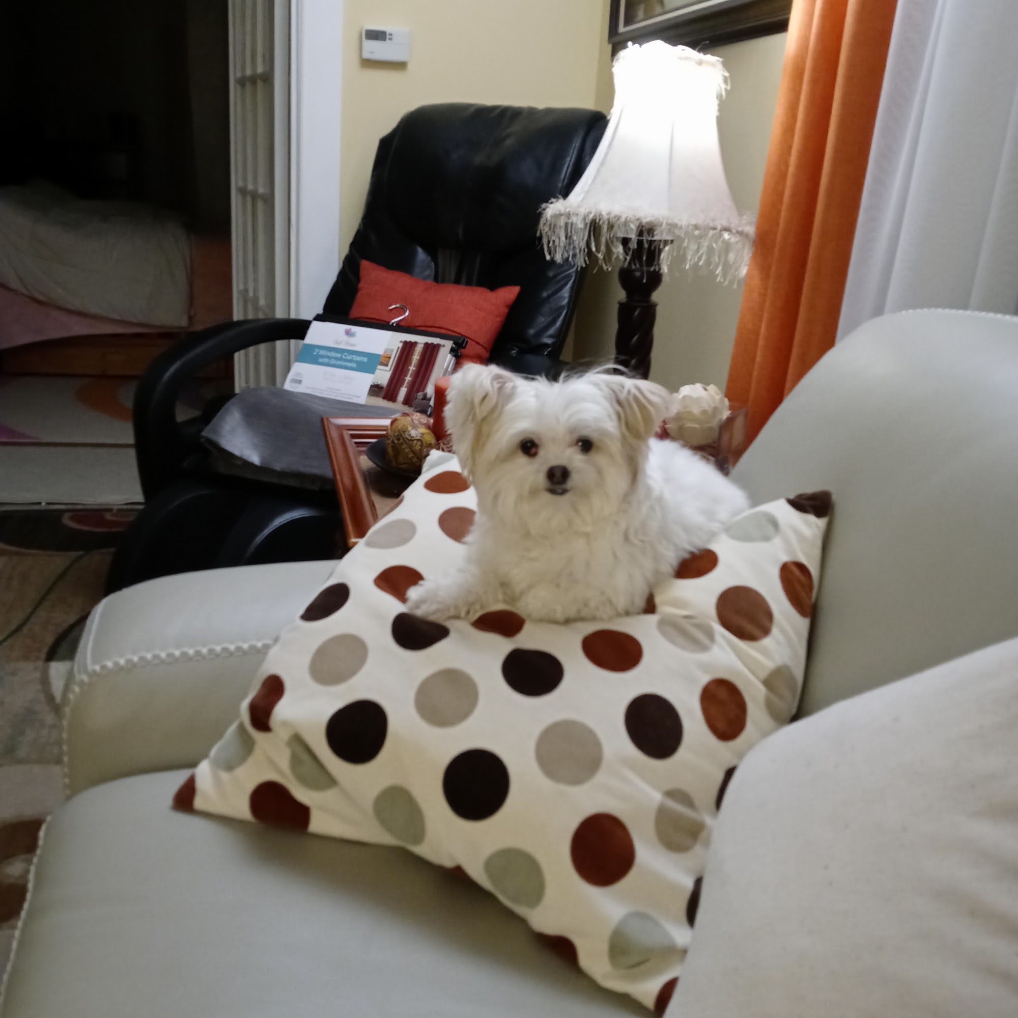 Saugus Animal Hospital Saugus