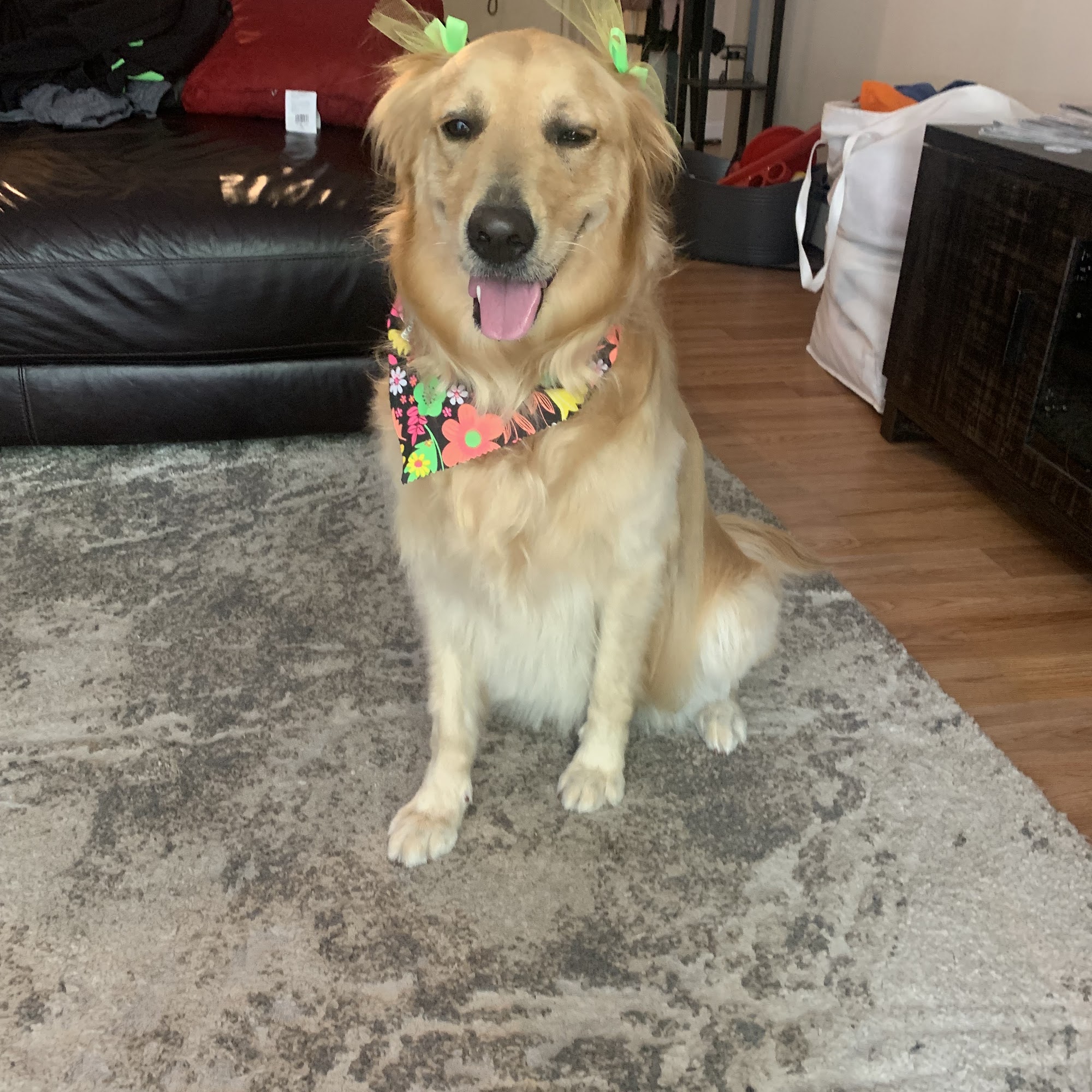 Poochies Dog Grooming Saugus