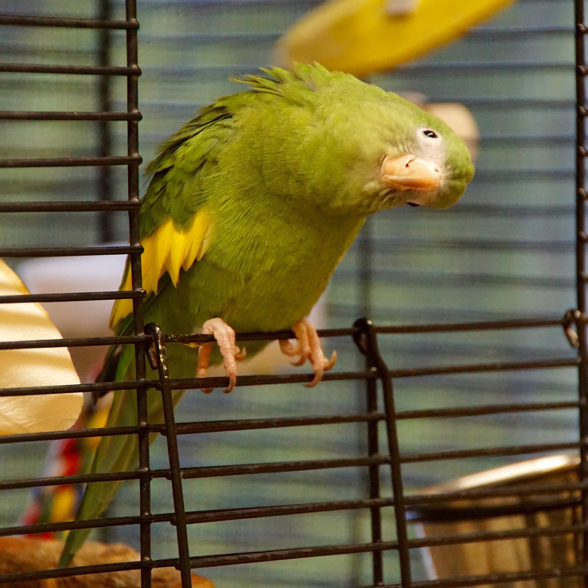 Scituate Animal Shelter of Massachusetts Scituate