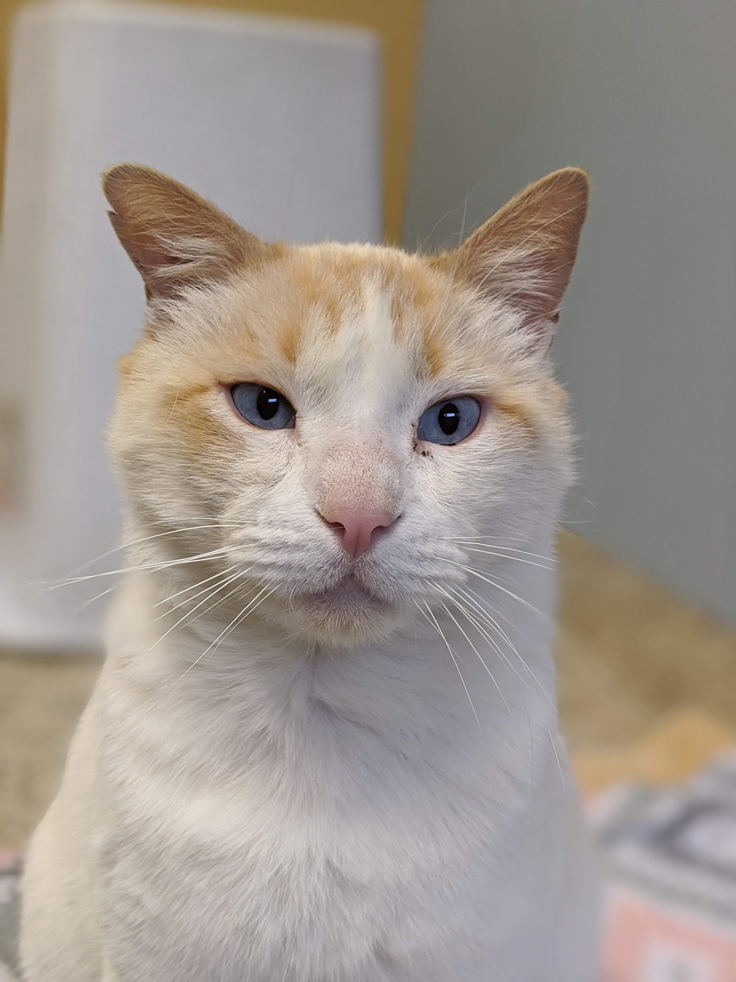 Scituate Animal Shelter of Massachusetts Scituate