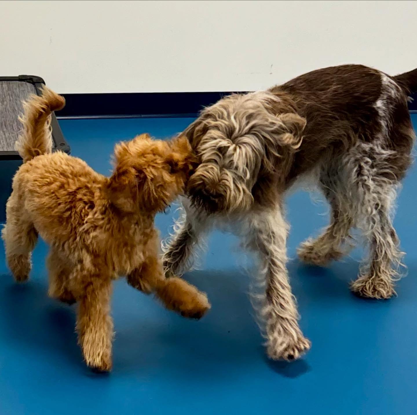 Seaside Pet Spa Scituate