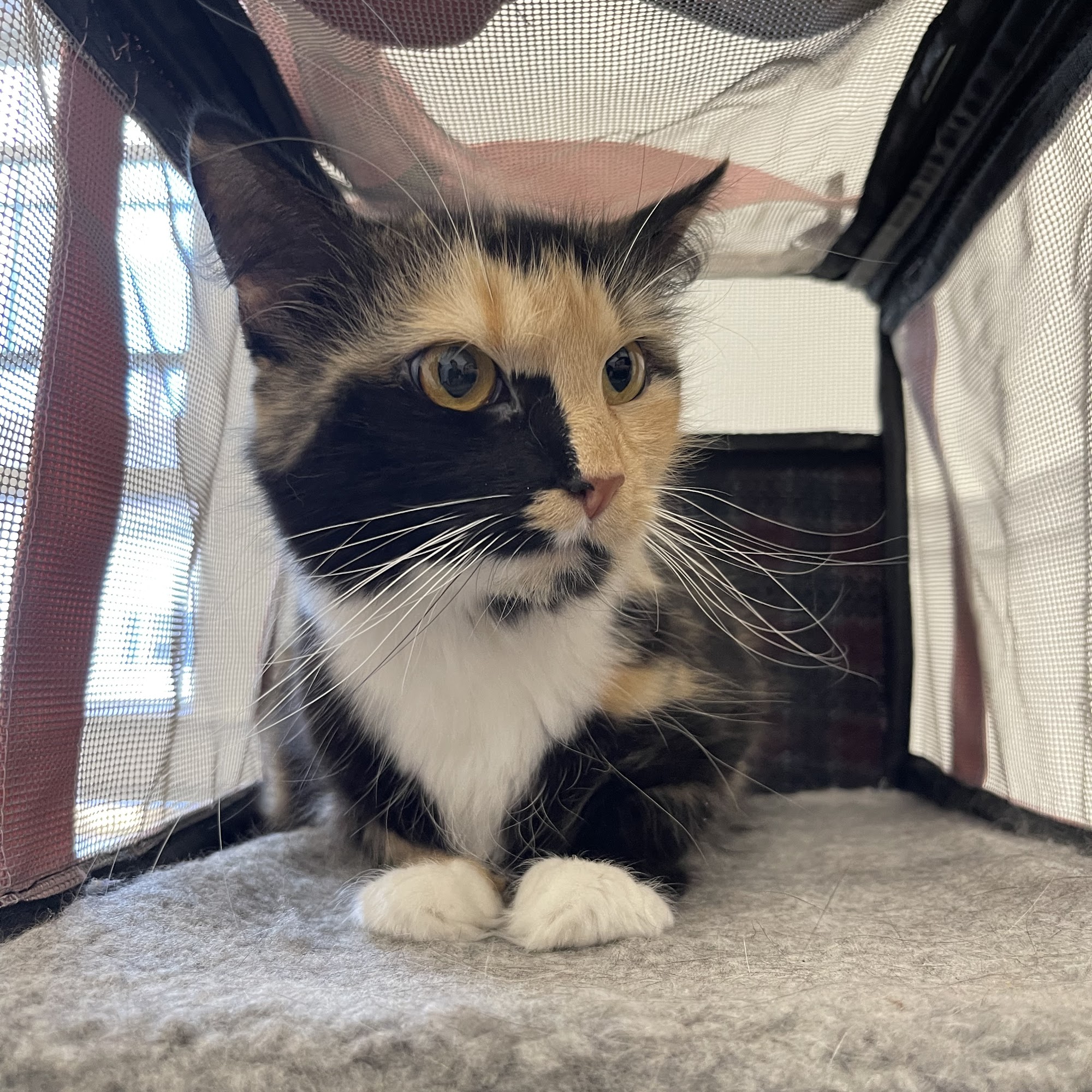 East Bay Animal Hospital Seekonk