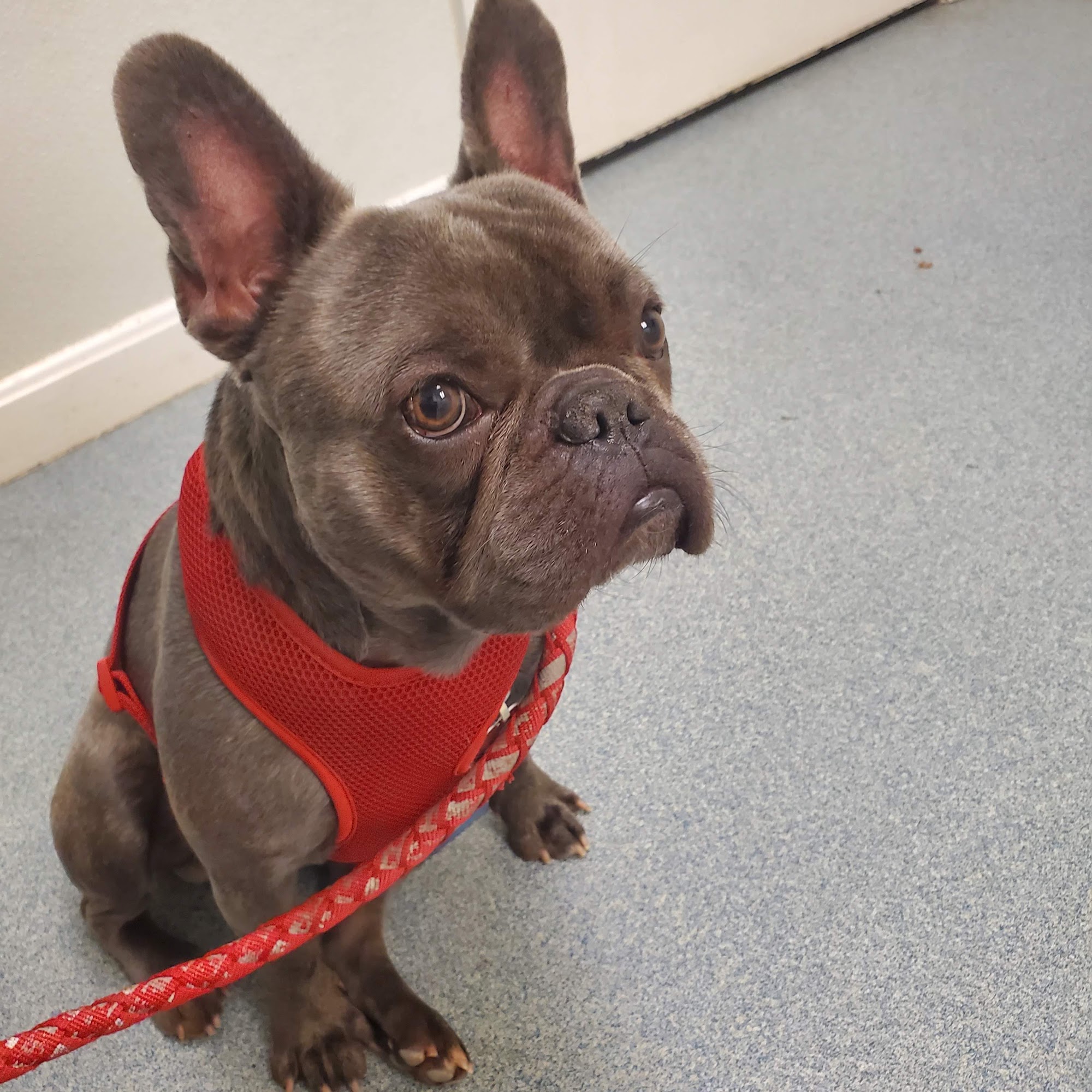 Central Avenue Veterinary Clinic Seekonk