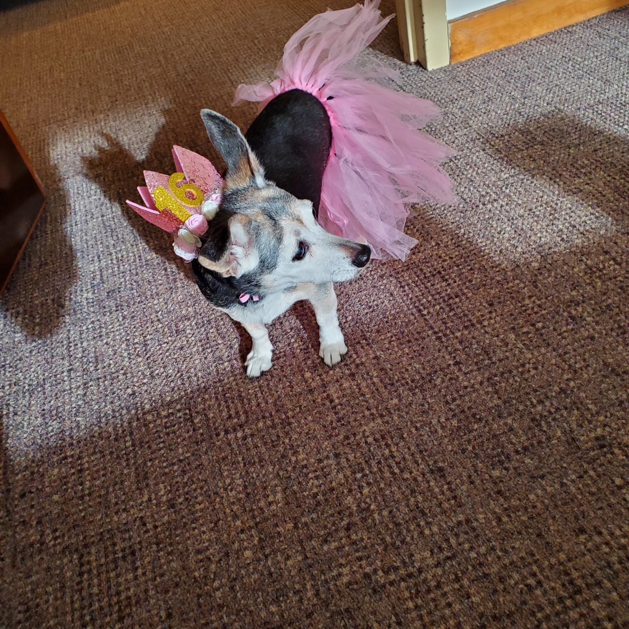 Bristol County Veterinary Hospital Seekonk