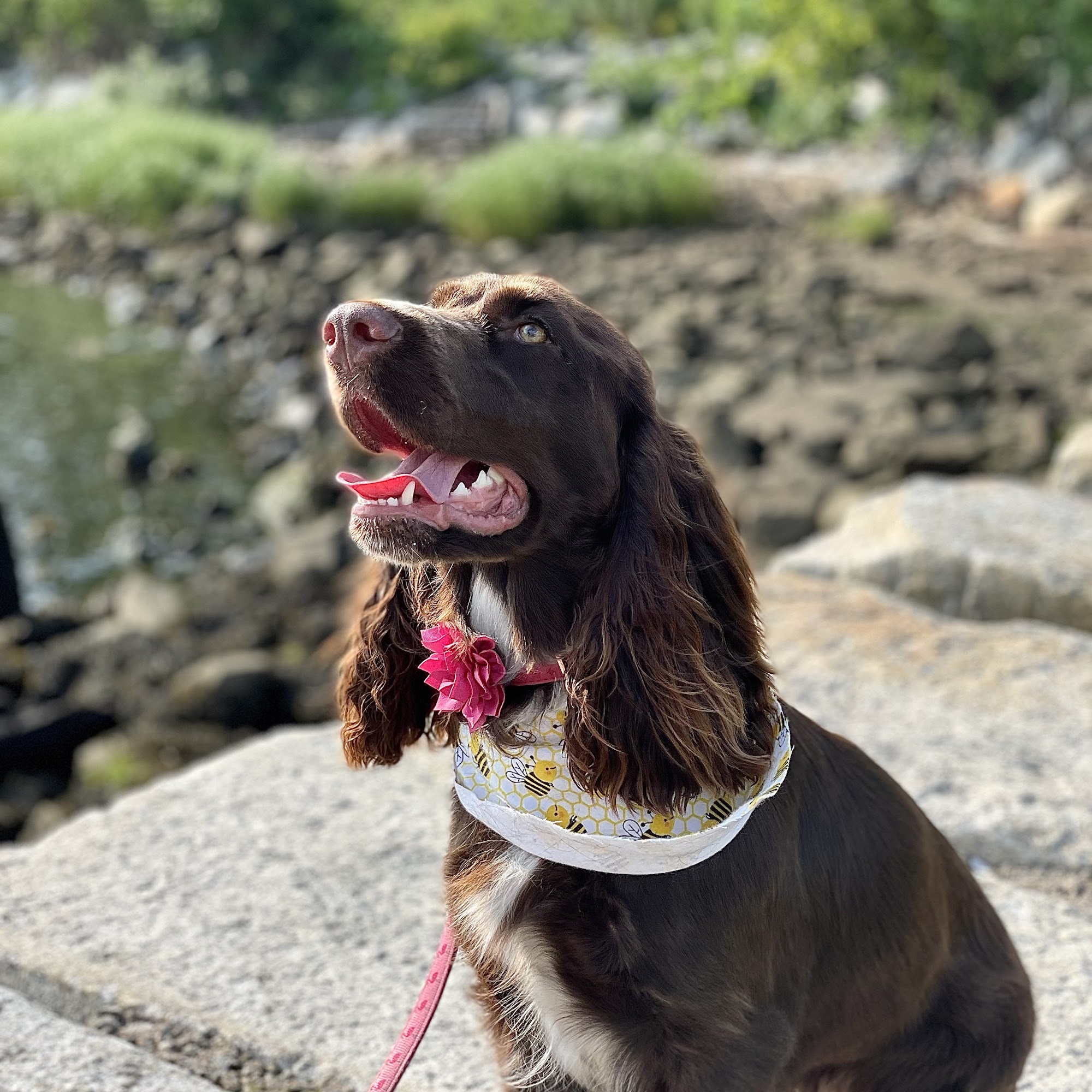 Pampered Pets Seekonk