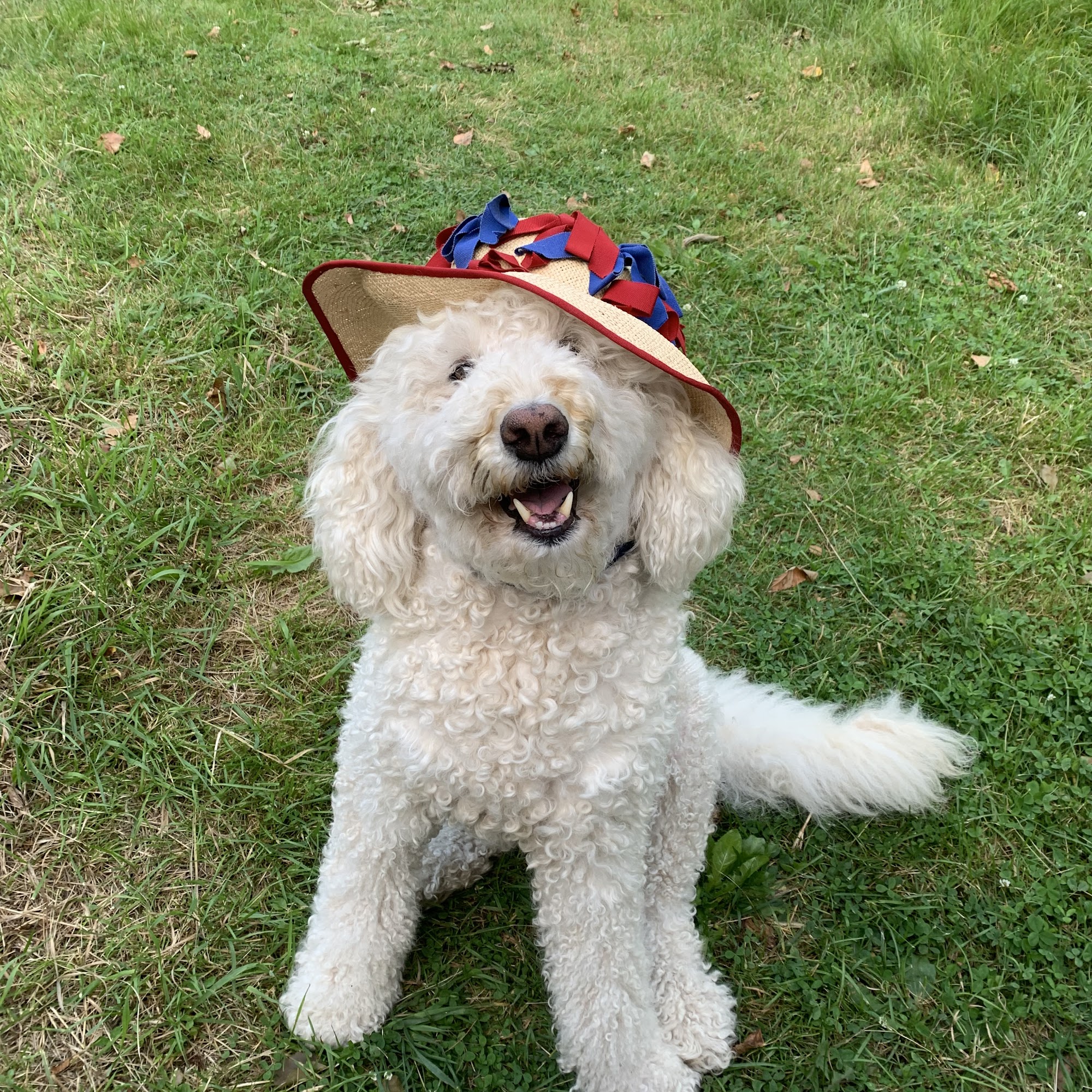 Shelburne Falls Vet Hospital Shelburne Falls