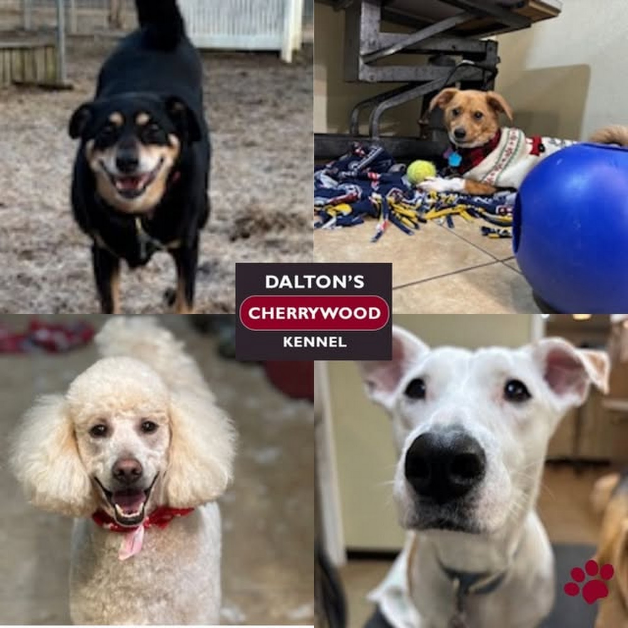 Dalton's Cherrywood Kennel Shrewsbury