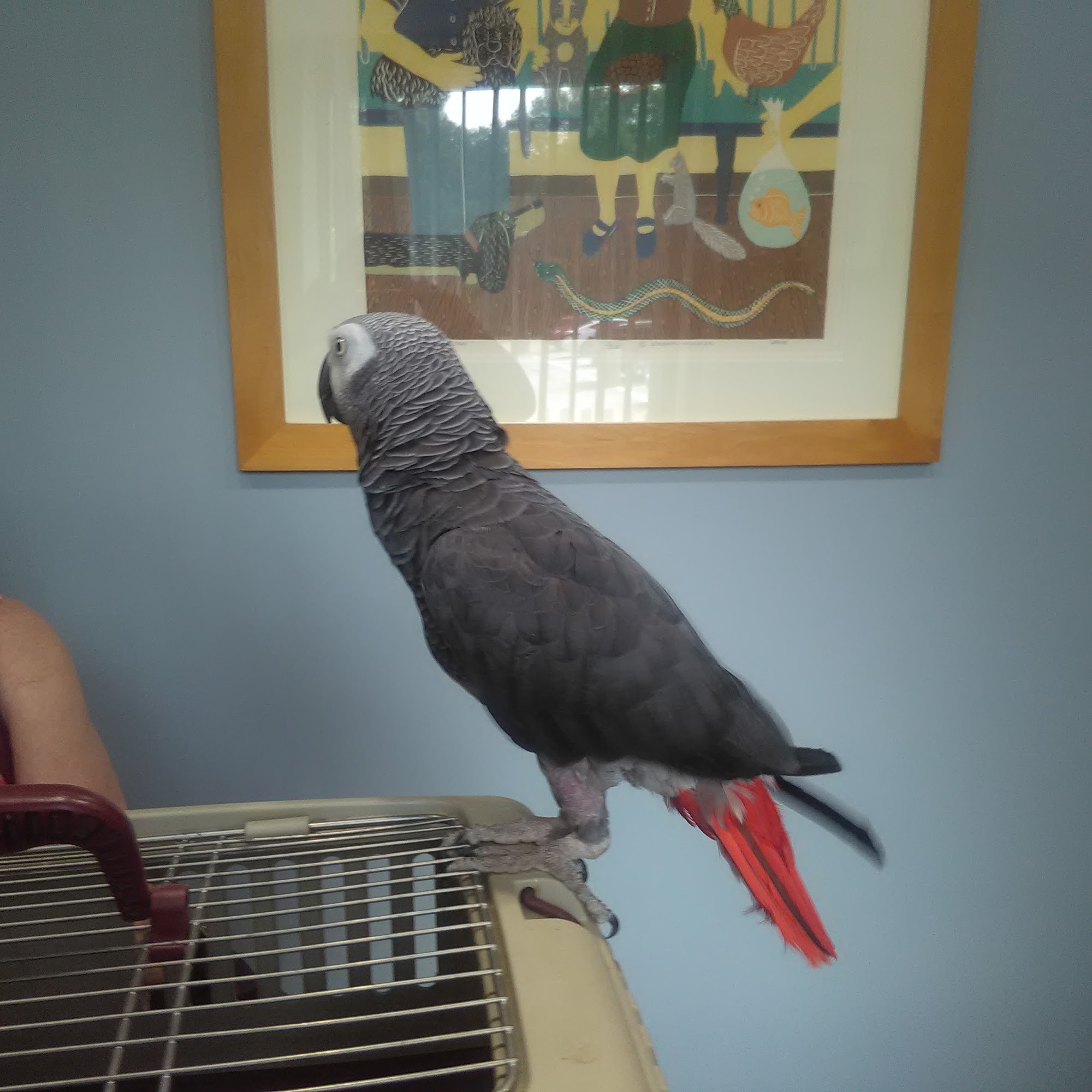 Spinnaker Veterinary Clinic Somerset