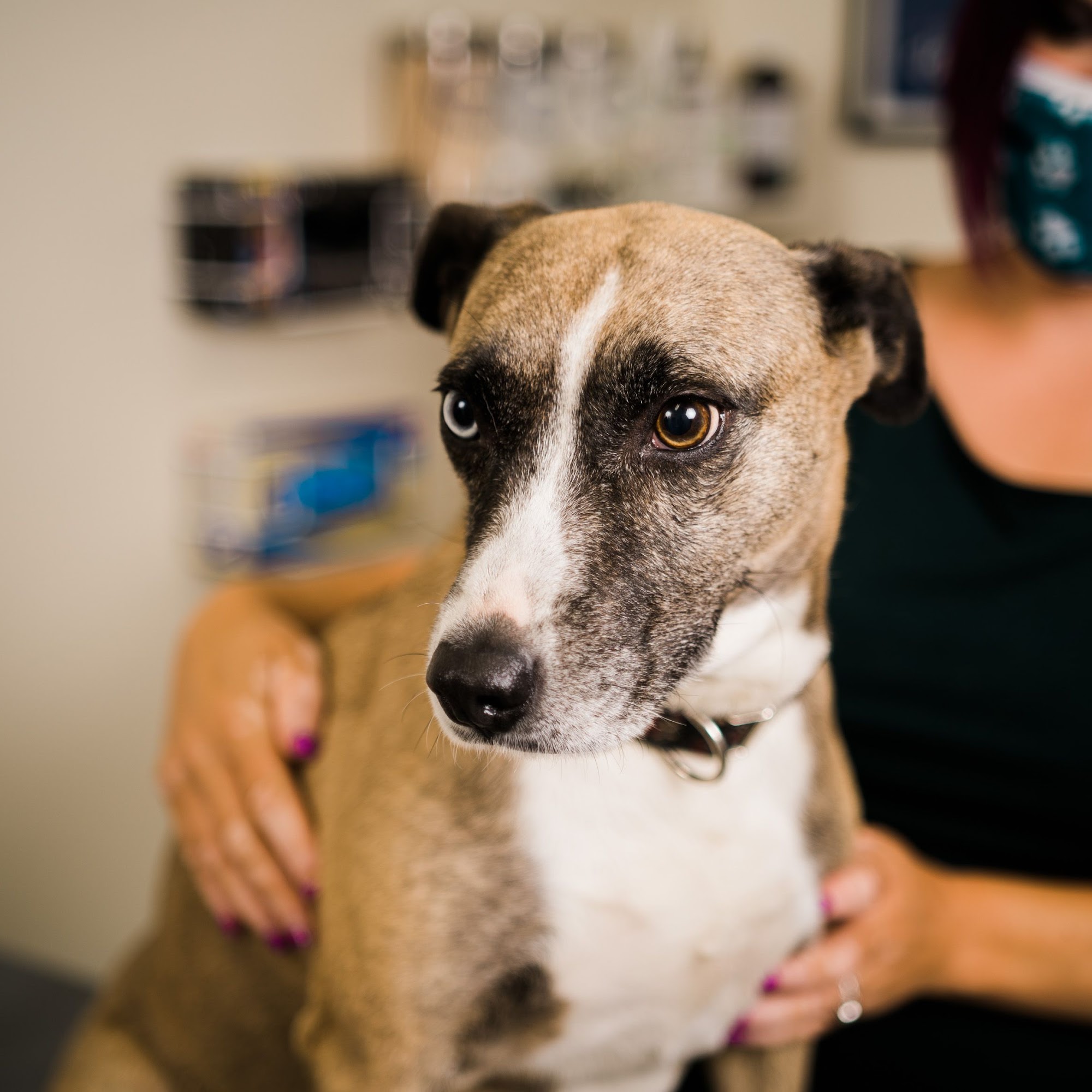 Winter Hill Veterinary Clinic Somerville