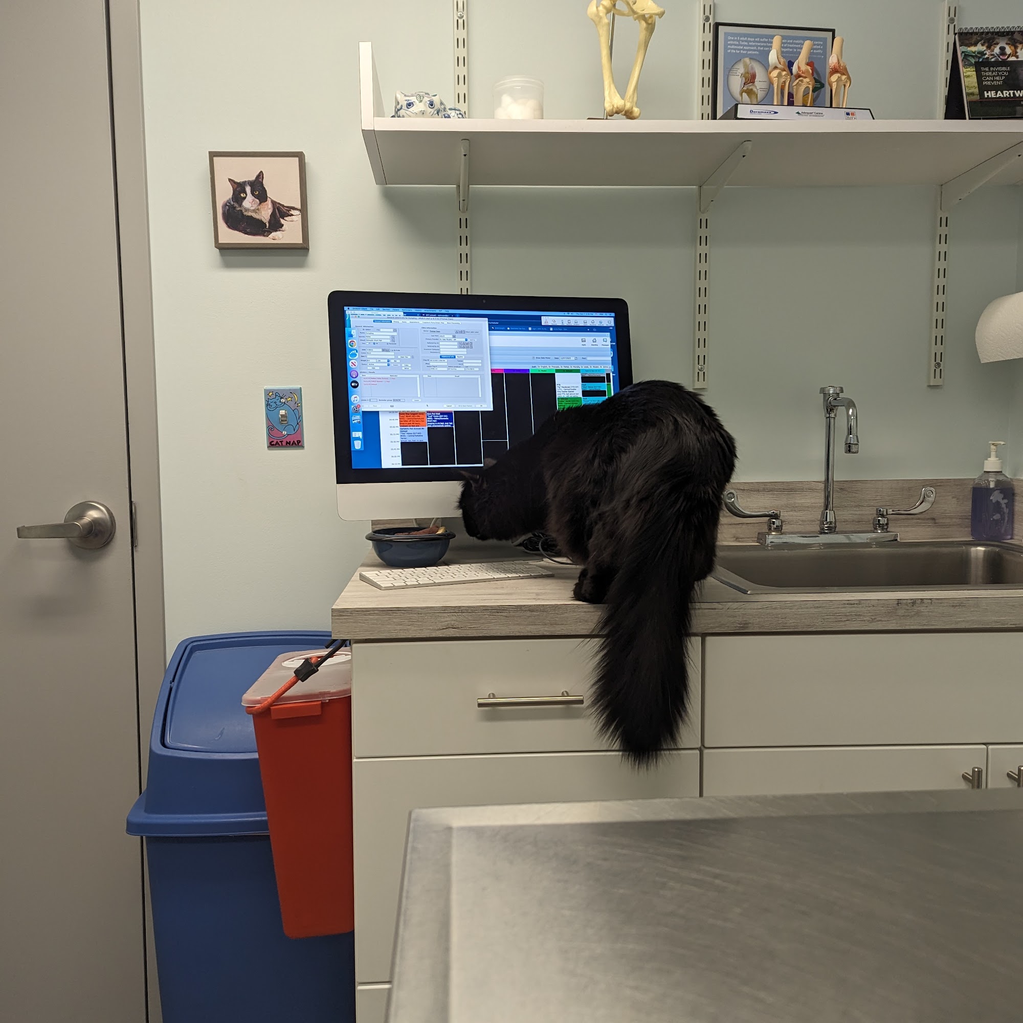 Porter Square Veterinarian Somerville