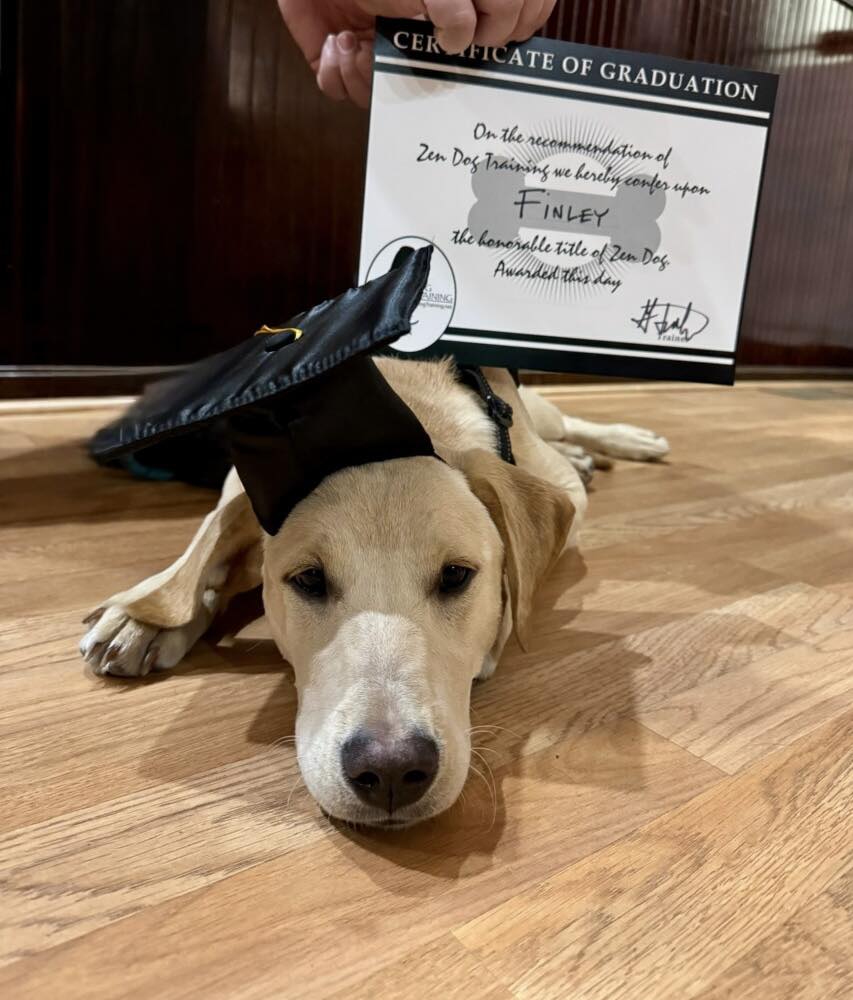 Zen Dog Training Somerville