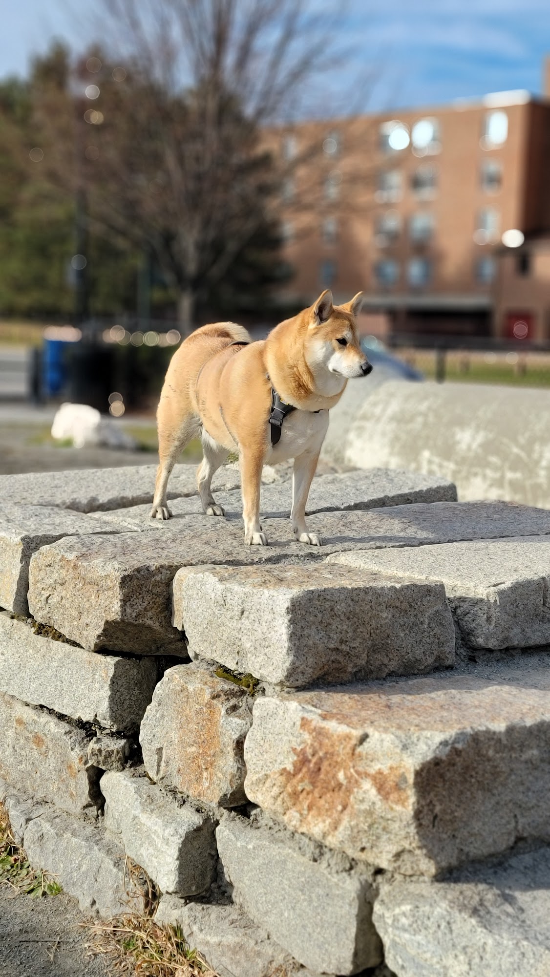 Zero New Washington Dog Park Somerville