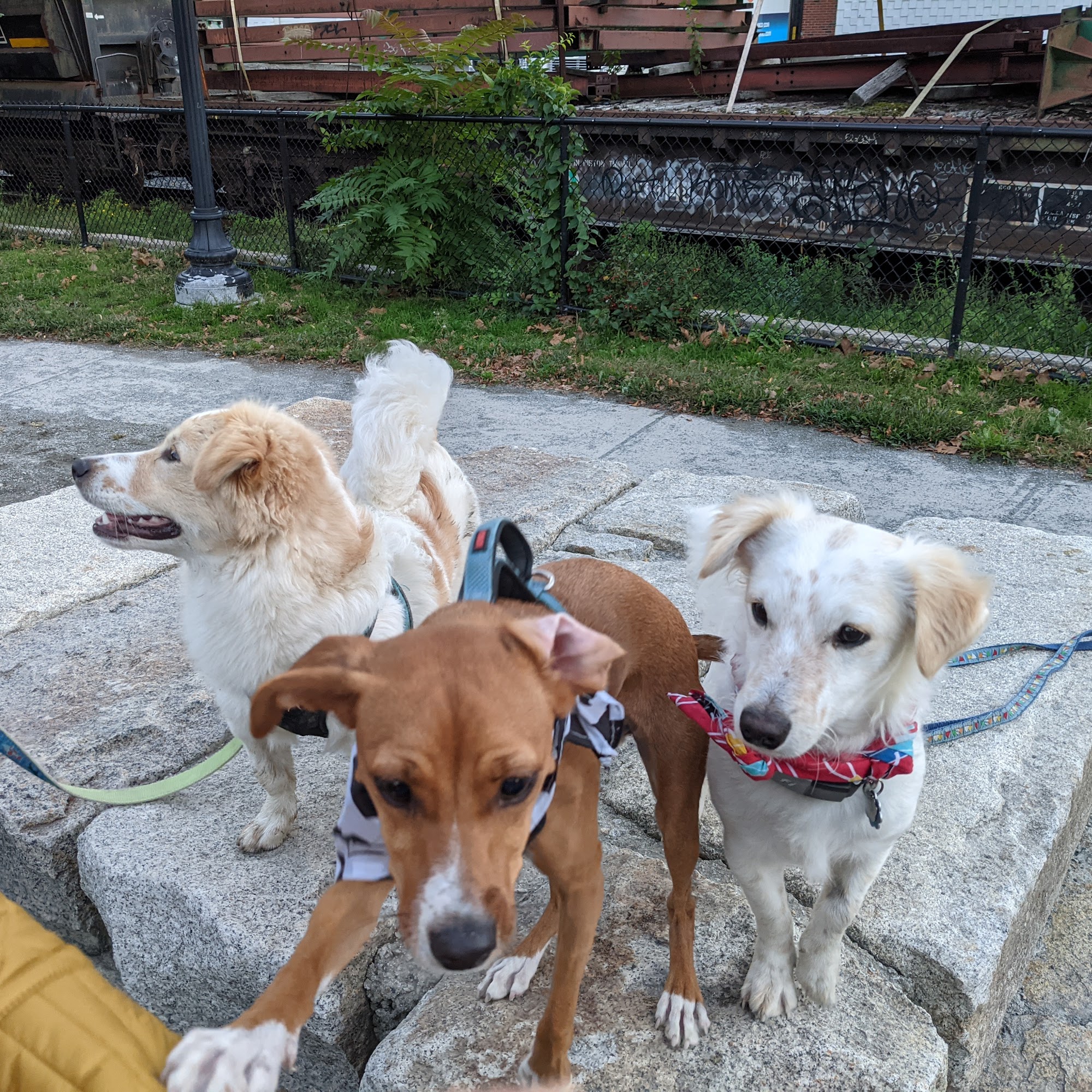 Zero New Washington Dog Park Somerville