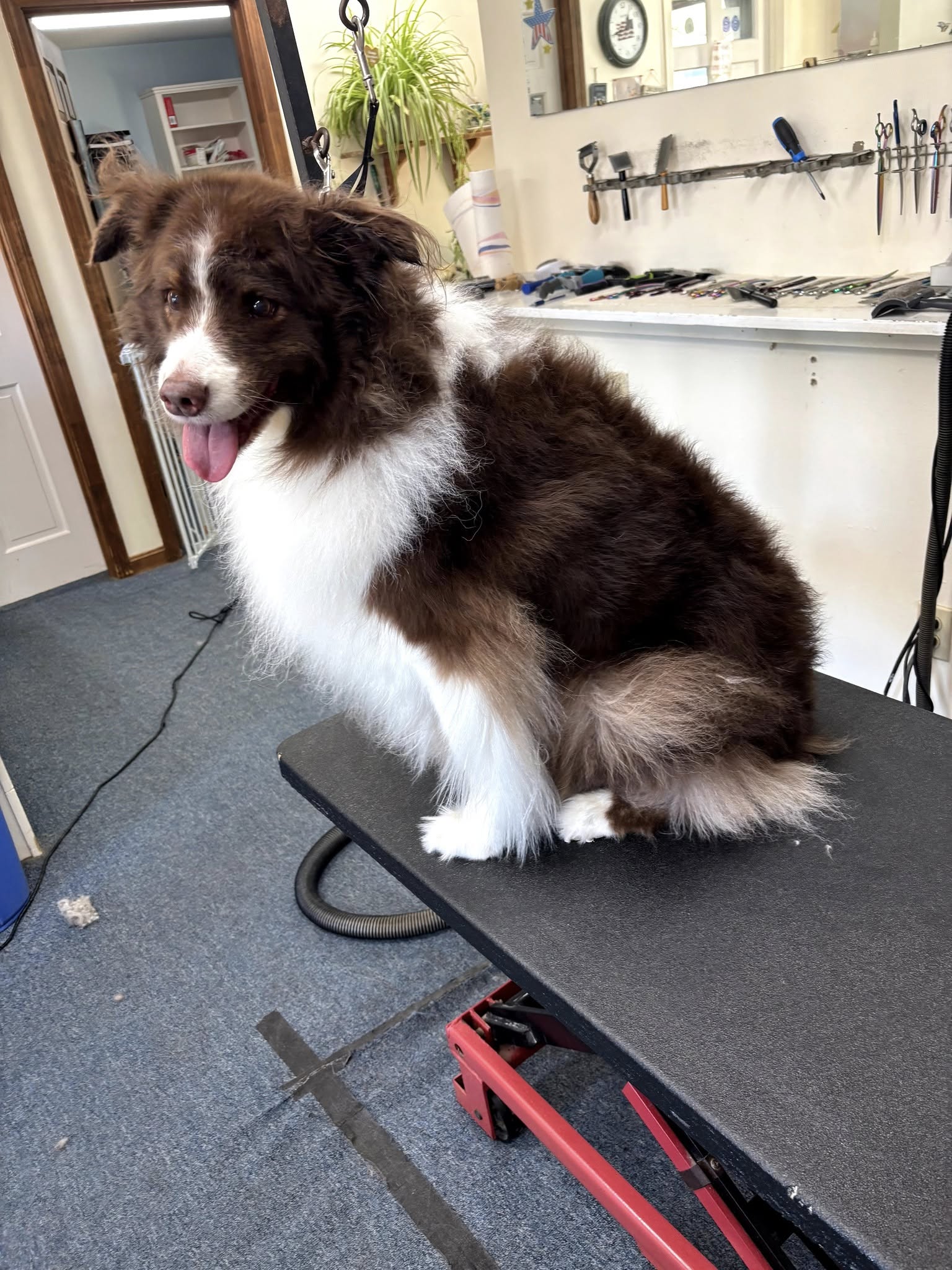 Amazing tails pet grooming South Dennis