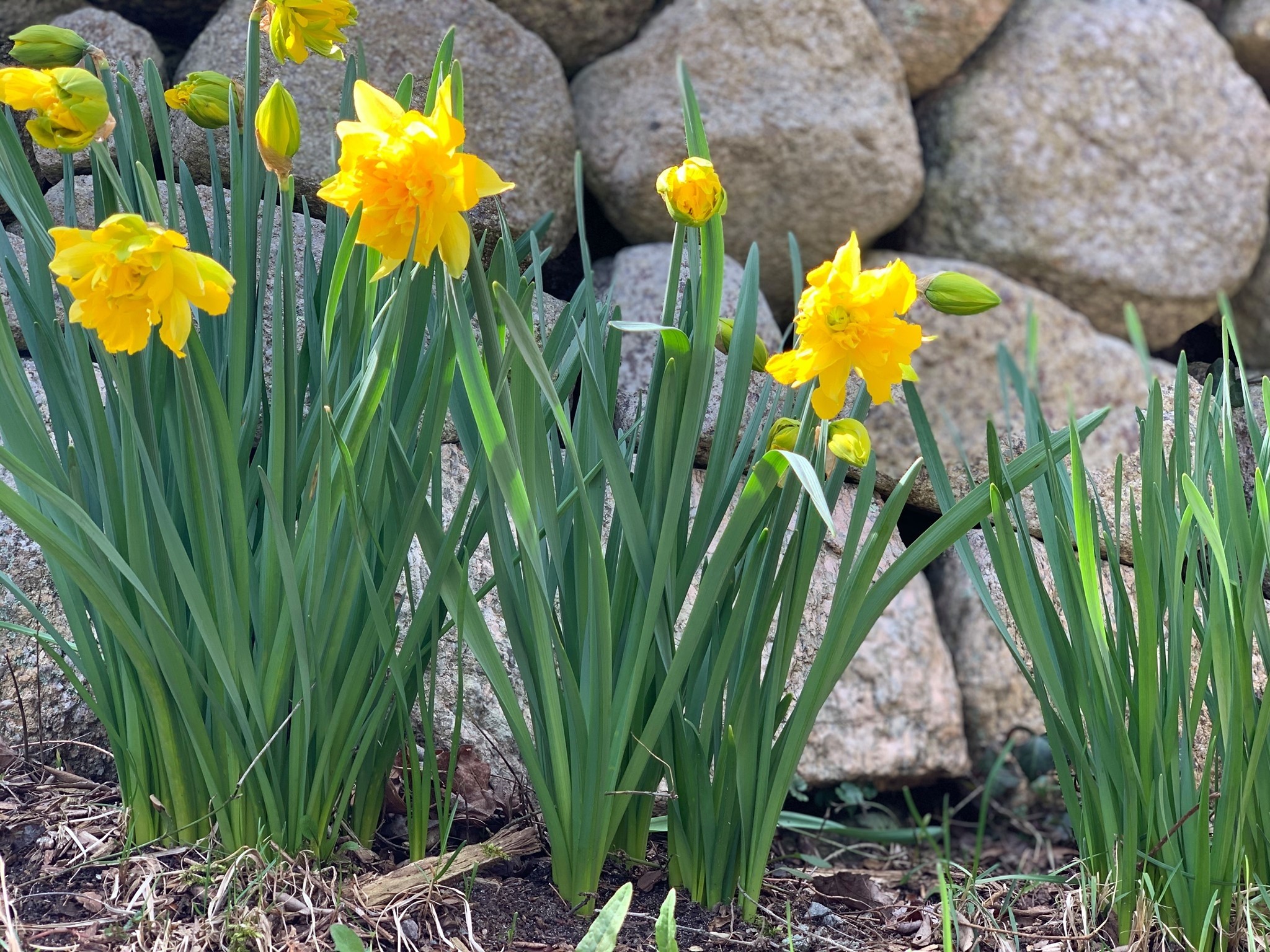 Chase Landscape Inc