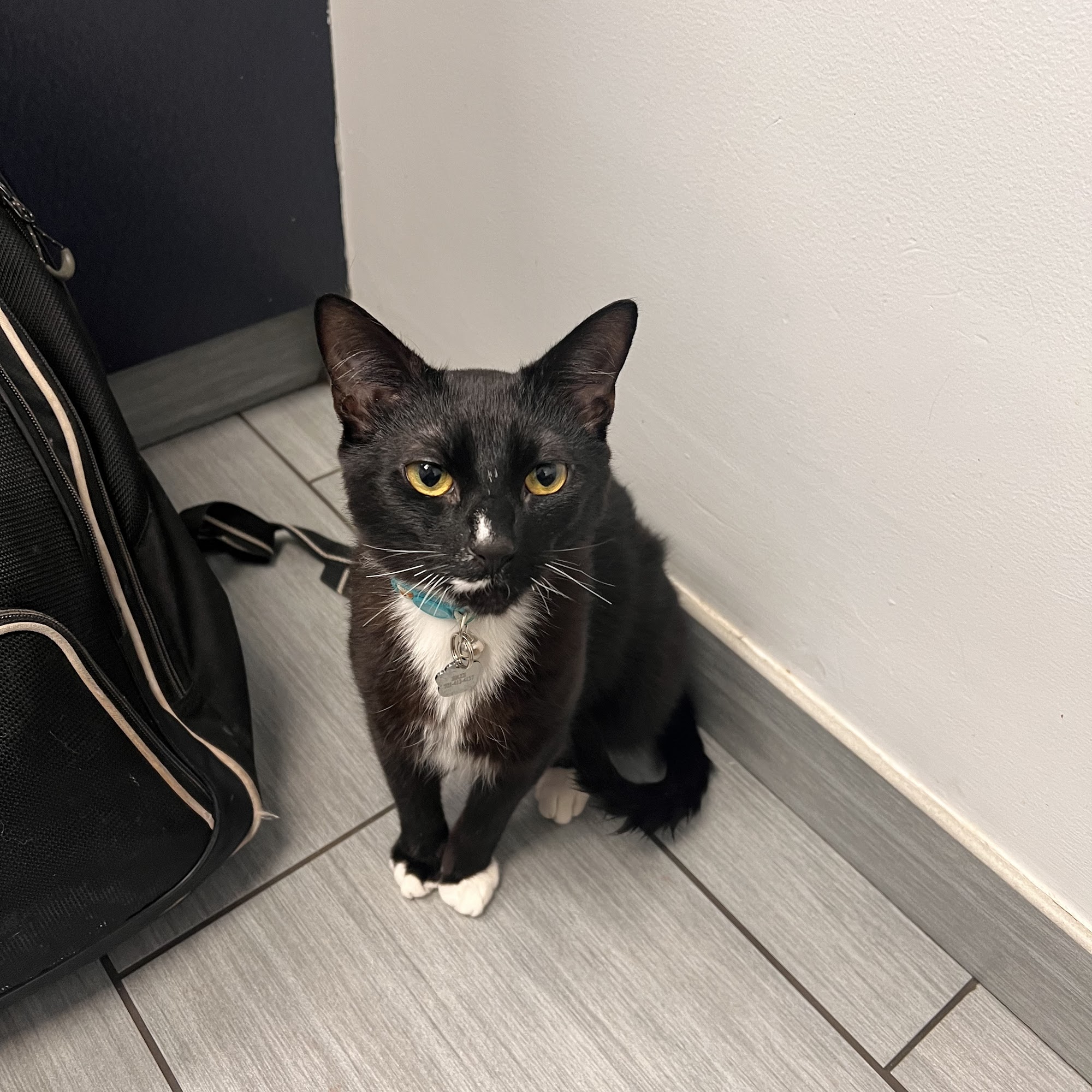 South Coastal Animal Health South Weymouth