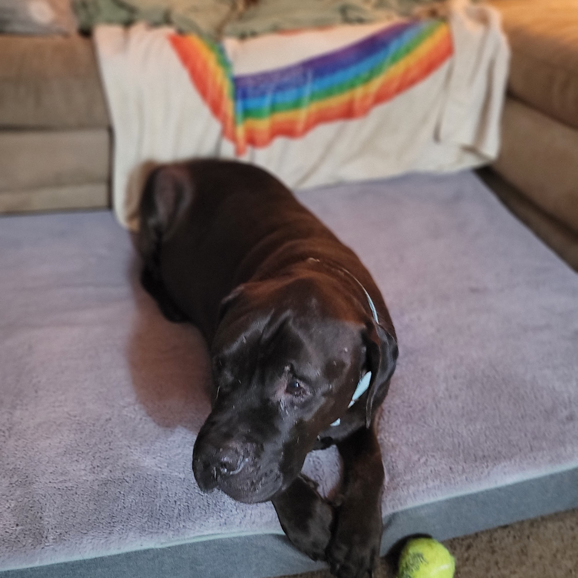 Southbridge Veterinary Hospital Southbridge