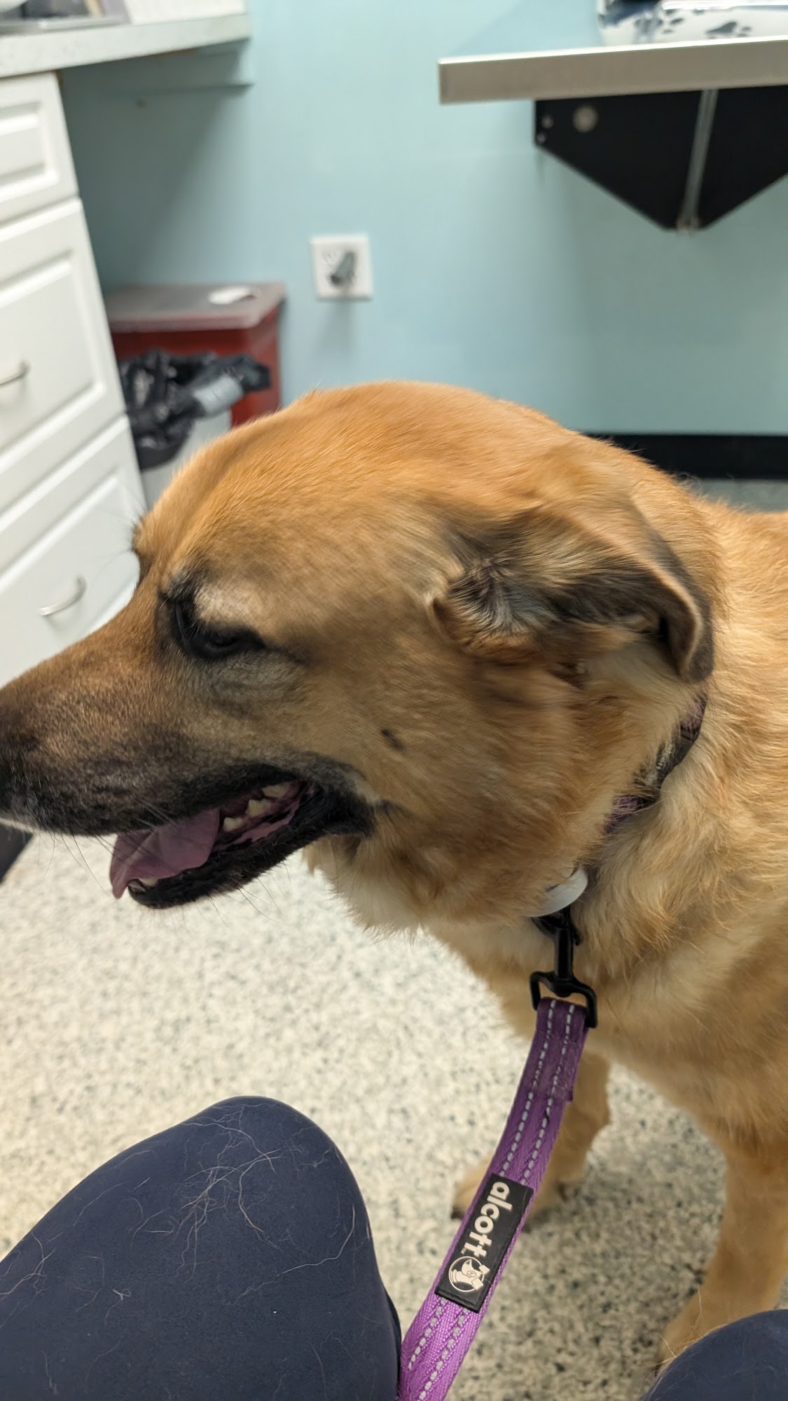 Second Chance Animal Services Community Veterinary Hospital Southbridge