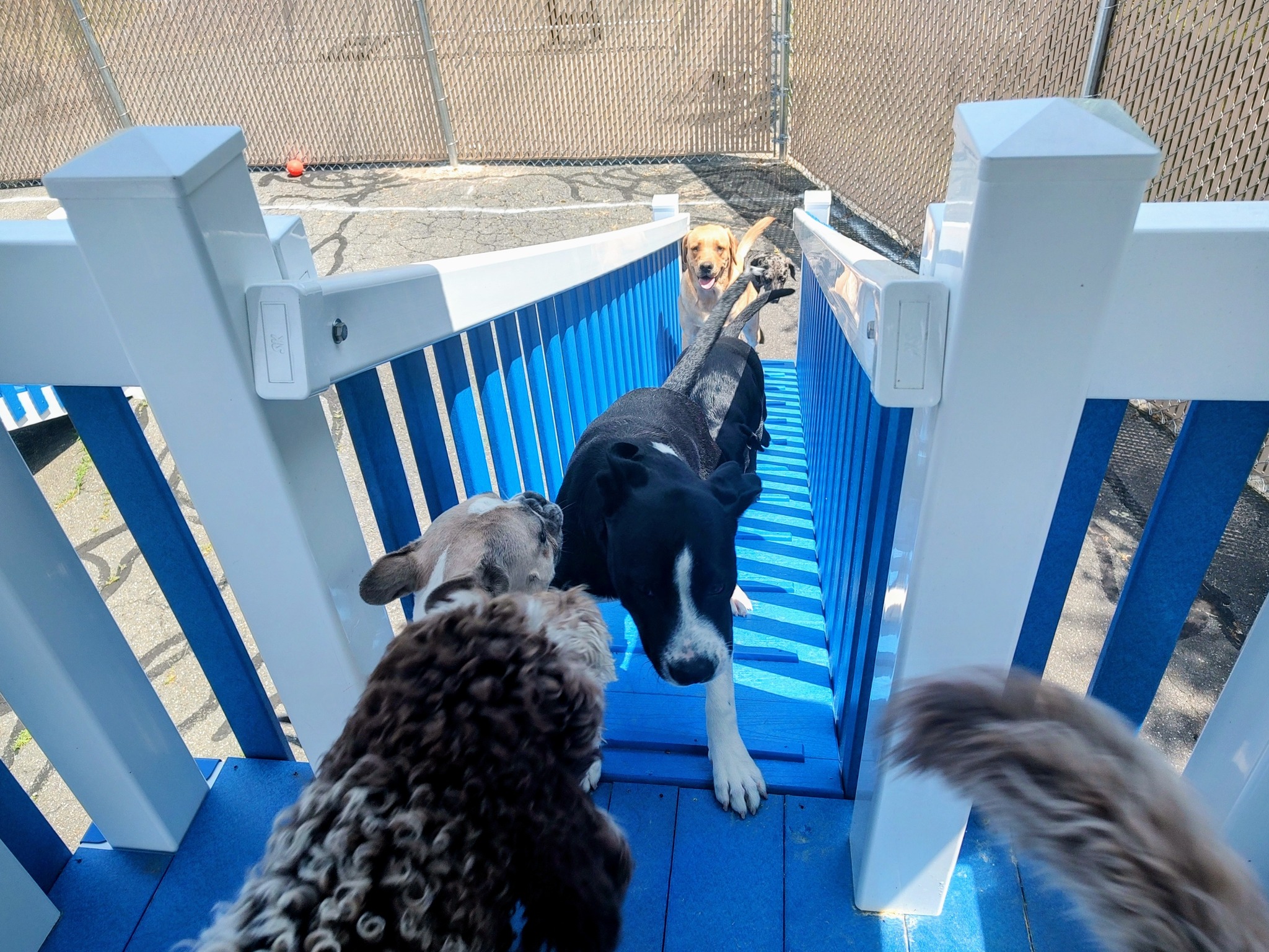 Scooters Bark & Bubbles Southwick