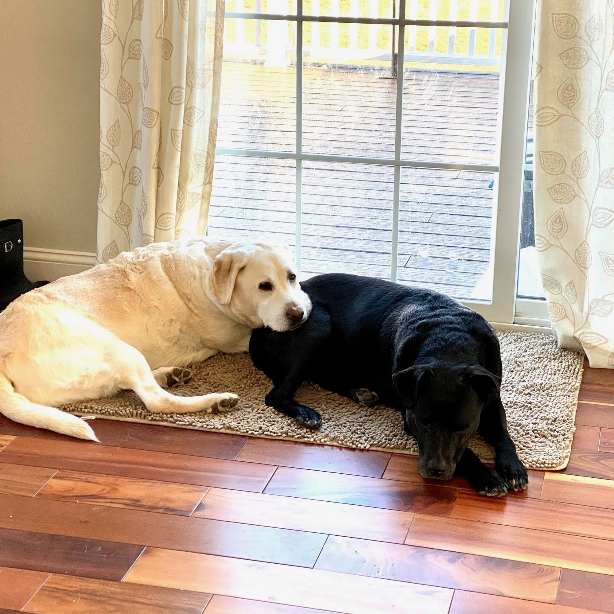 Creative Critter Cuts Southwick