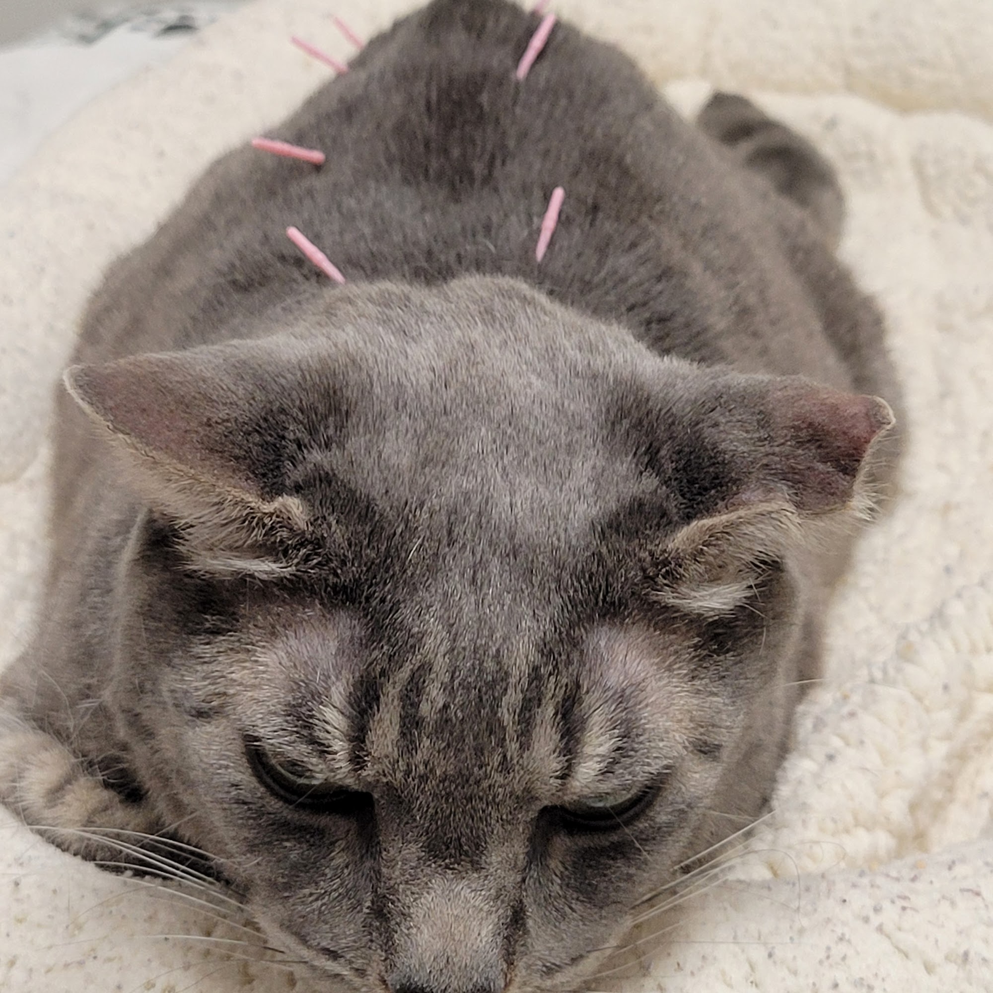 Spencer Veterinary Hospital, LLC Spencer