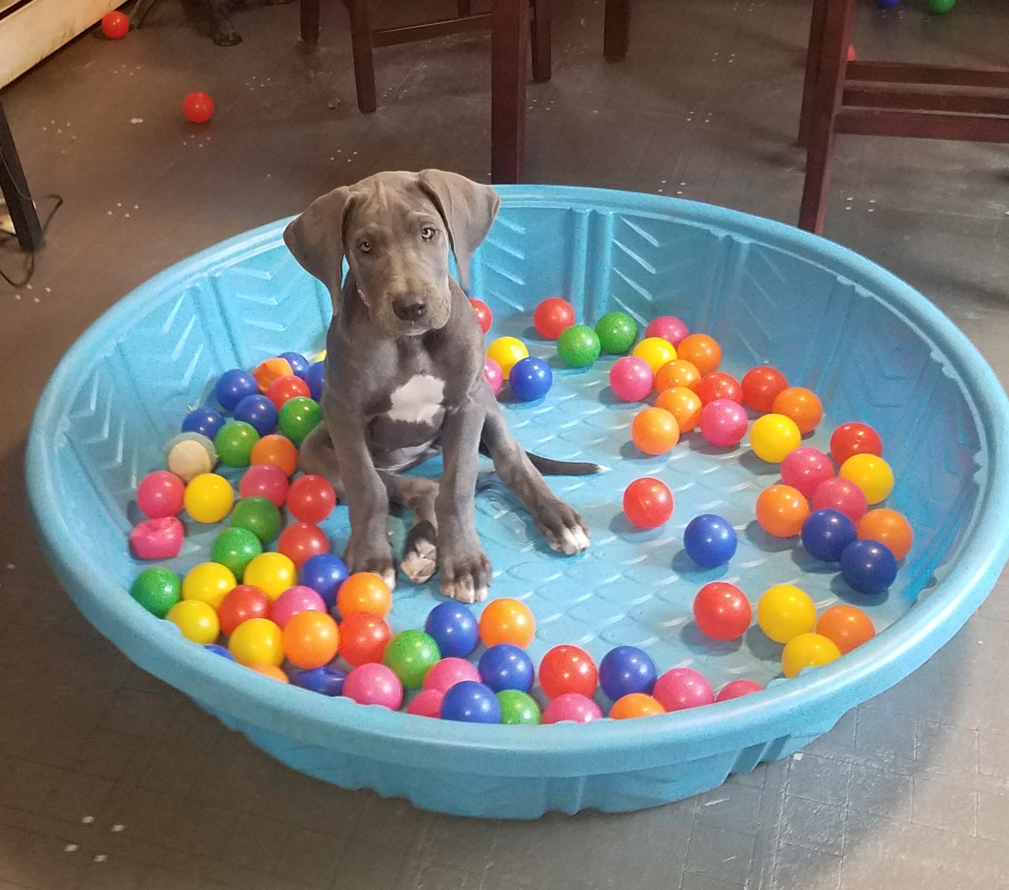 House of Klein Dog Training Spencer