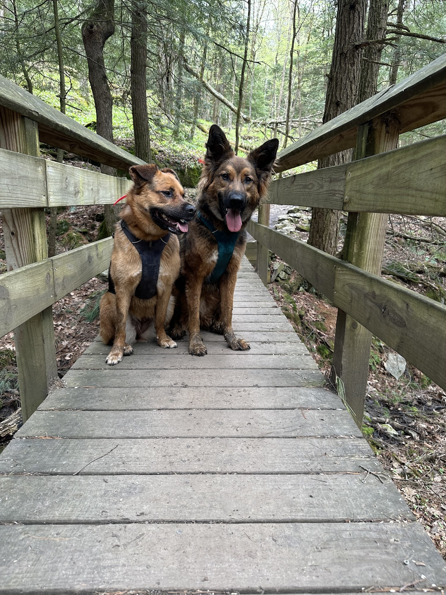 Four Paws Academy for Dogs Spencer