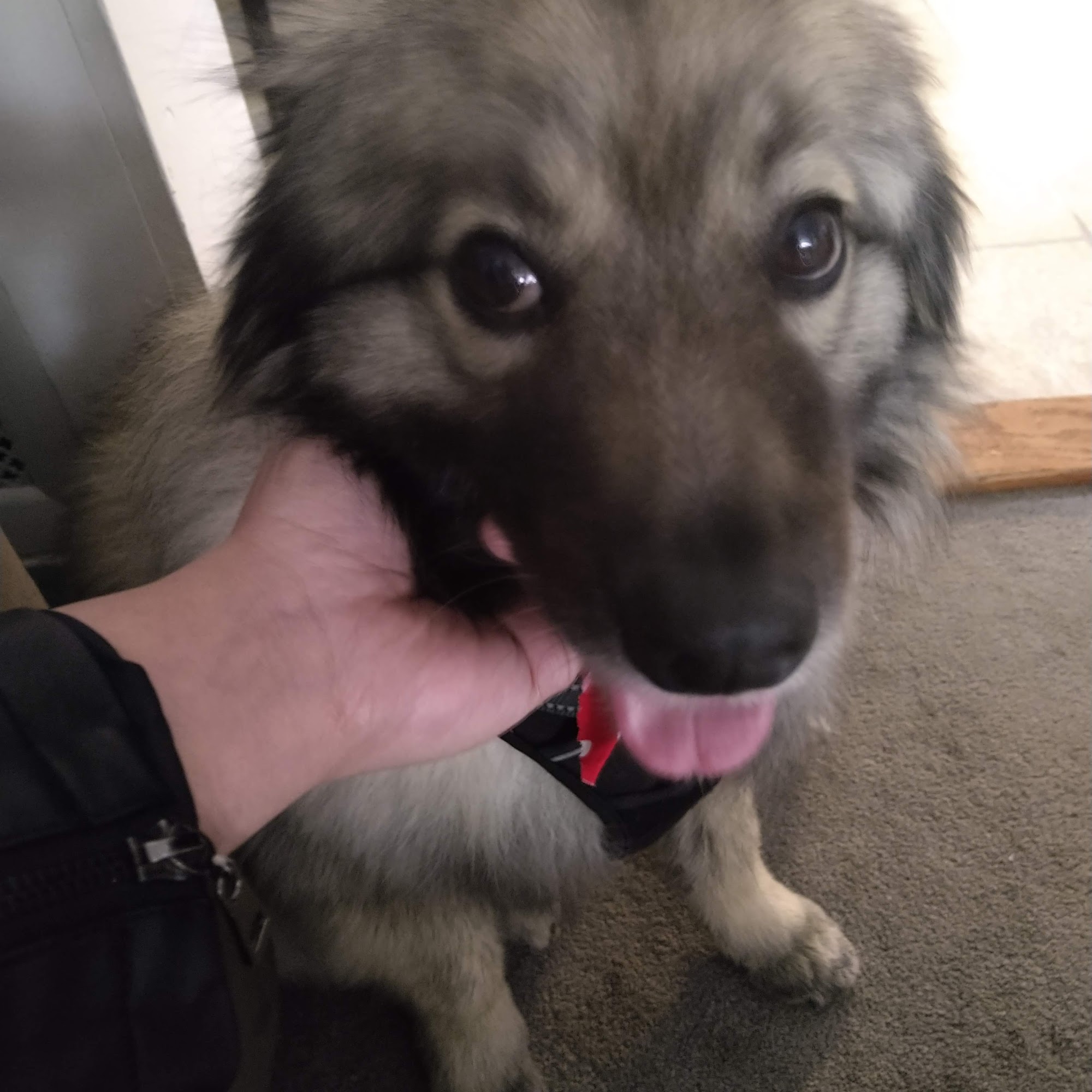 East Springfield Veterinary Hospital Springfield