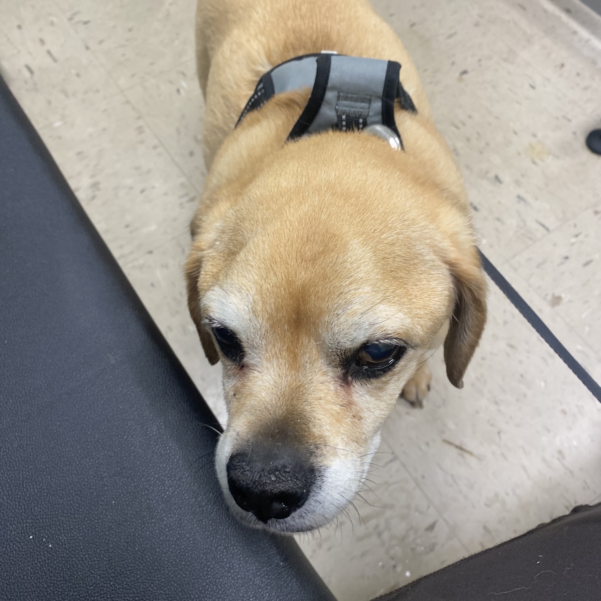 Spruce Hill Veterinary Clinic Springfield