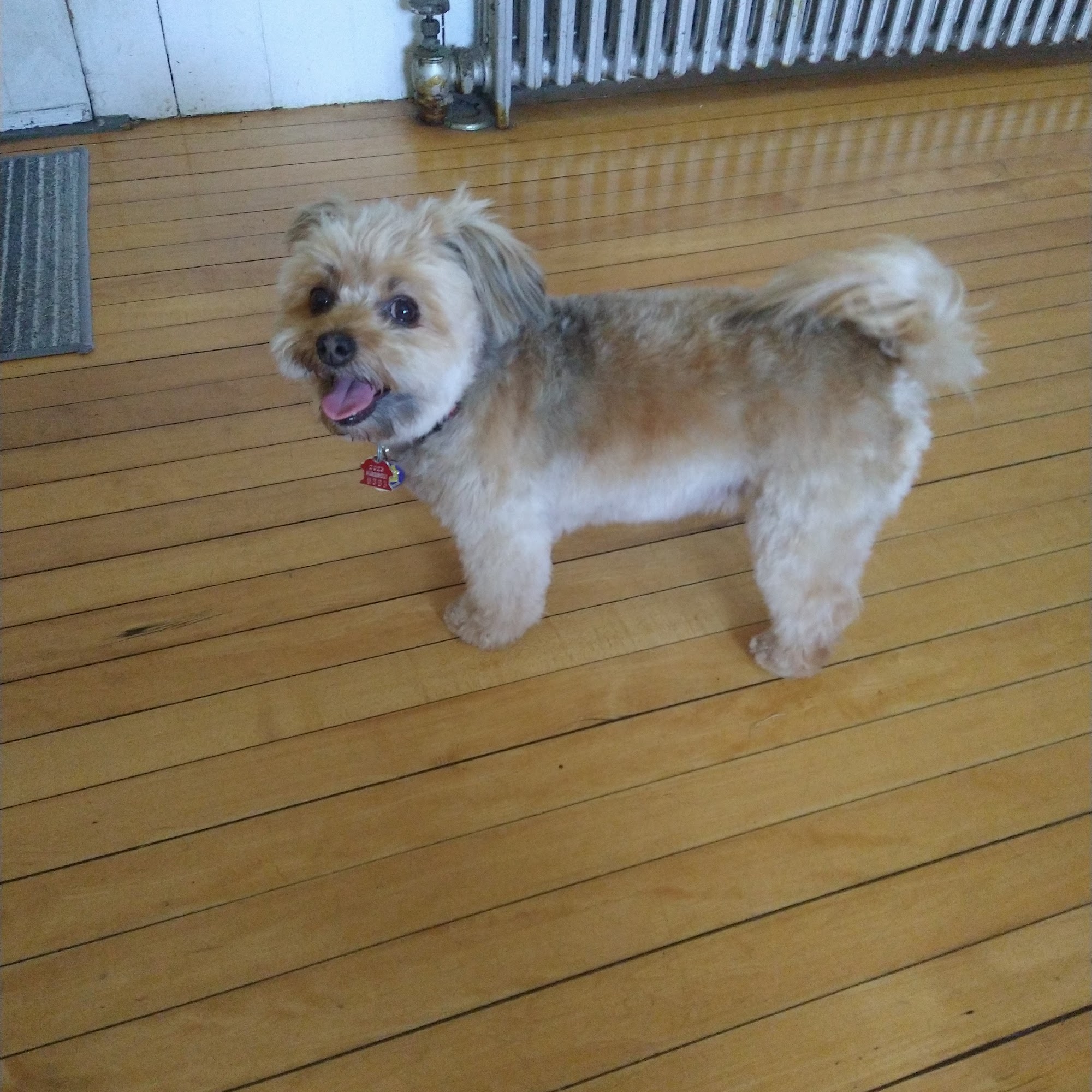 Dakin Humane Society Springfield