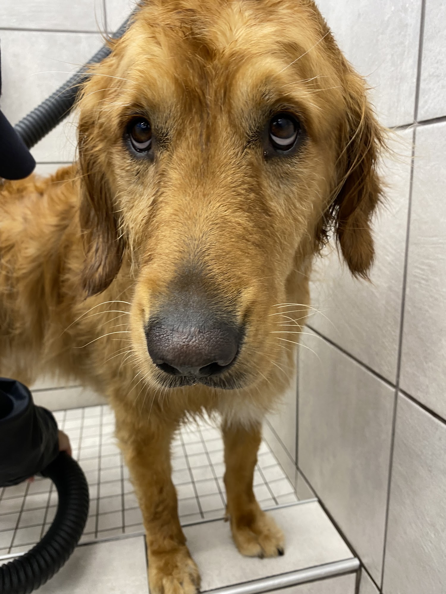 Pet Supplies Plus Springfield Springfield