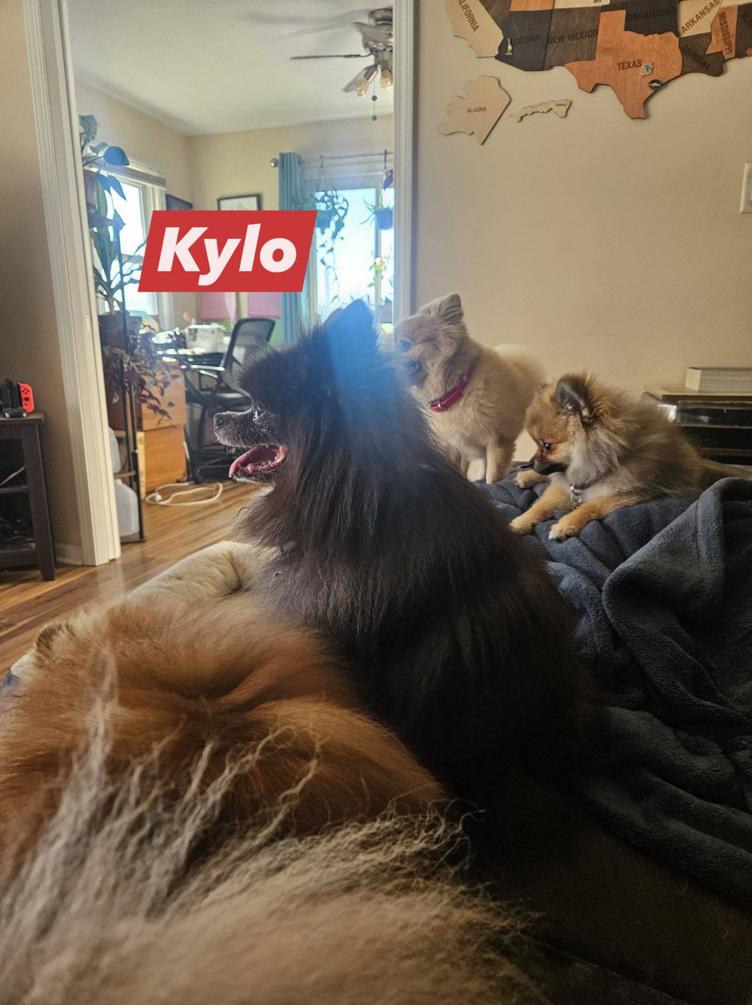 Purple Paw Dog Training Springfield