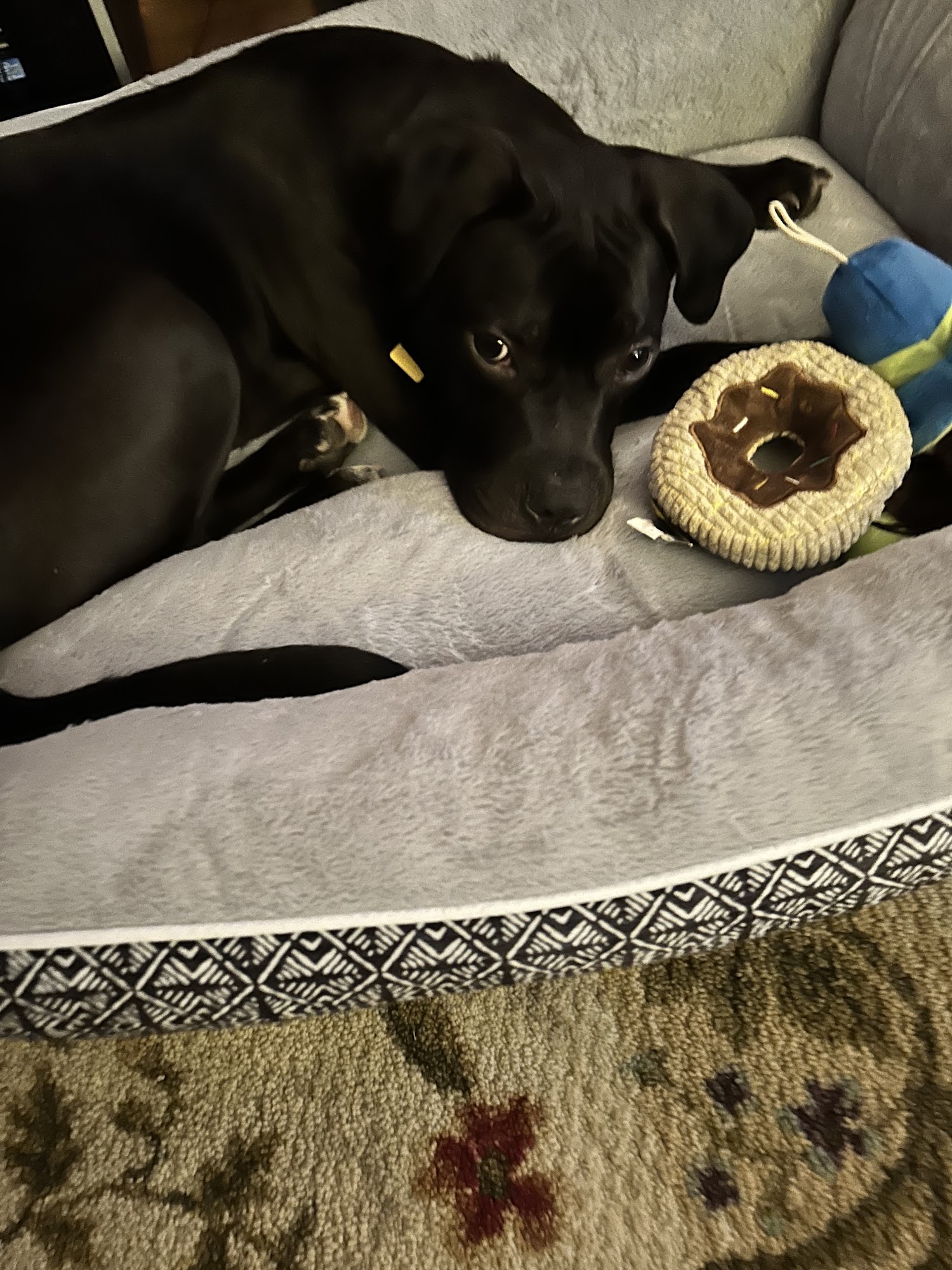 Sterling Animal Shelter Sterling