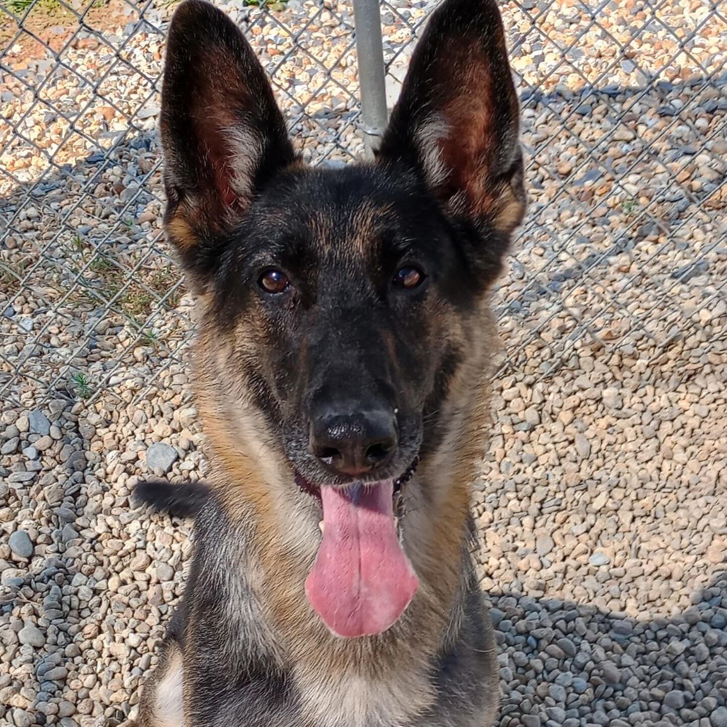 Champion Kennels Sterling